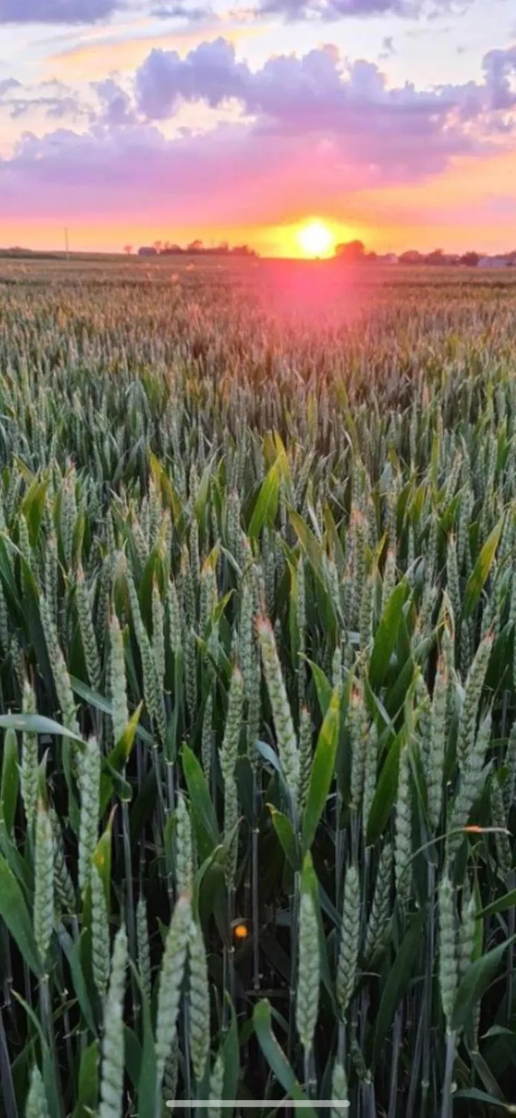 Entre Honfleur et Etretat