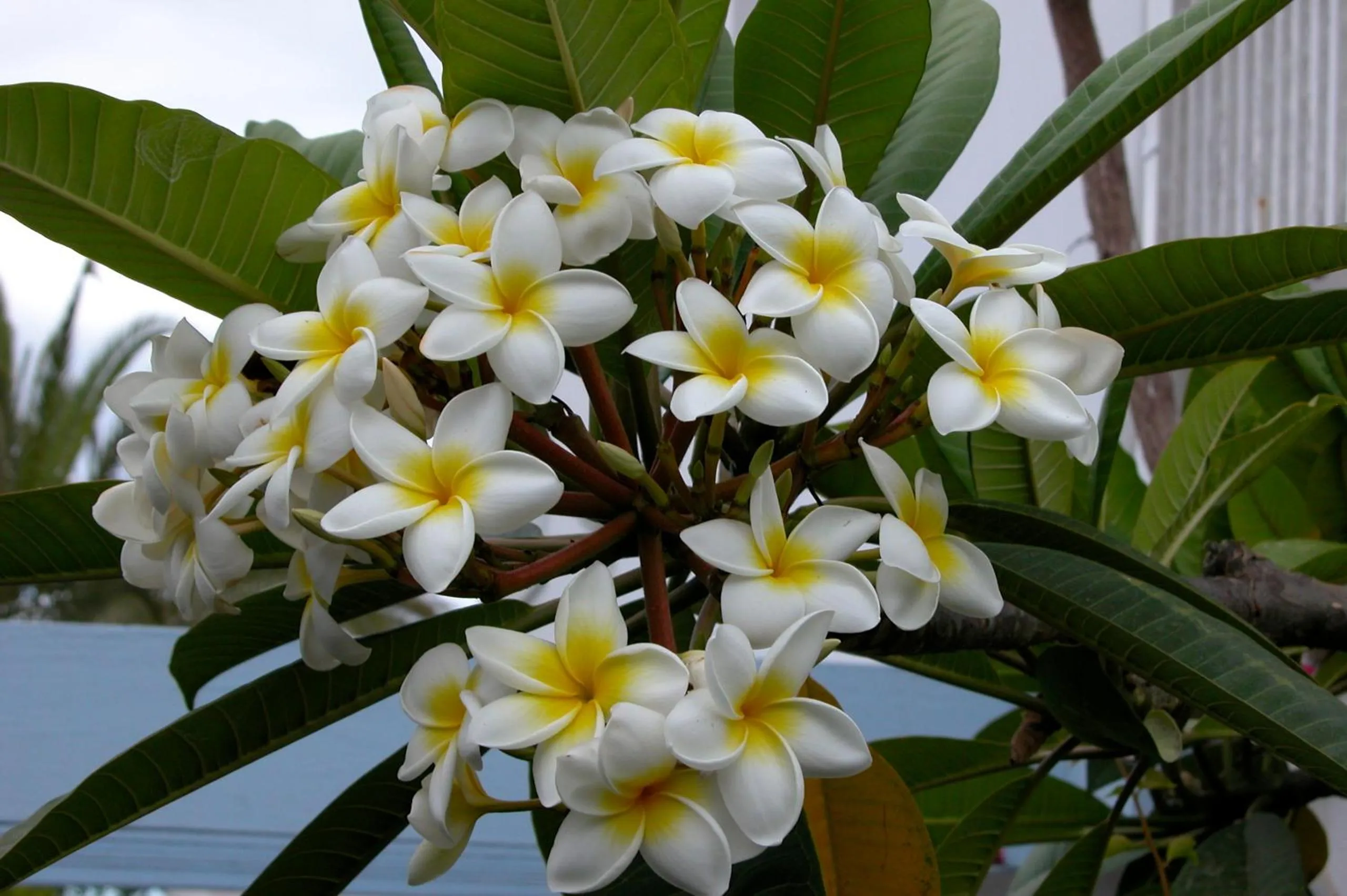 Garden in Apartamentos El Capricho
