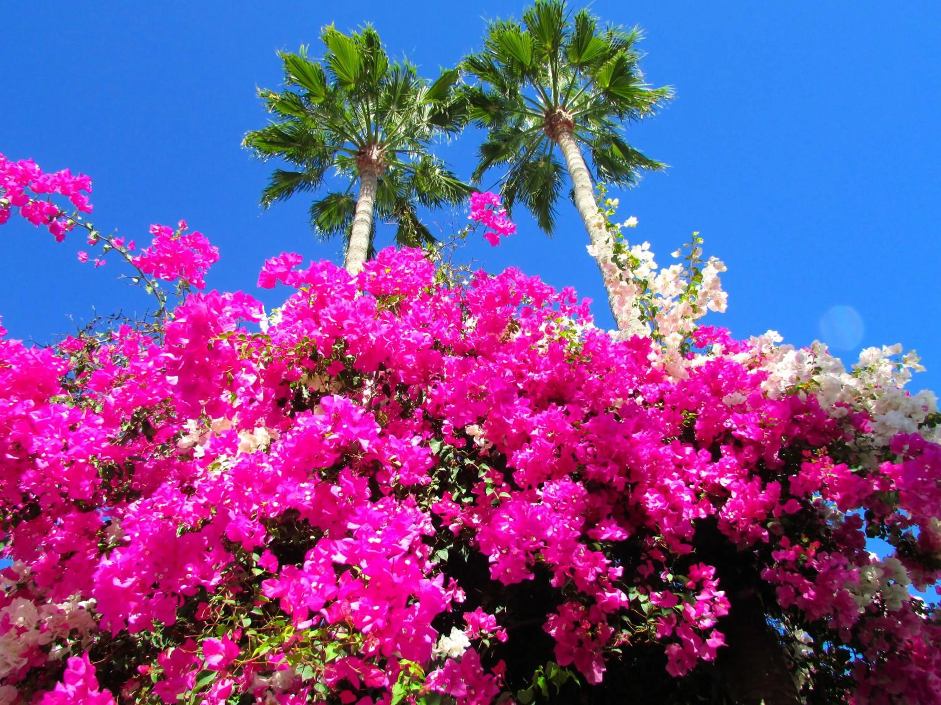 Garden in Apartamentos El Capricho