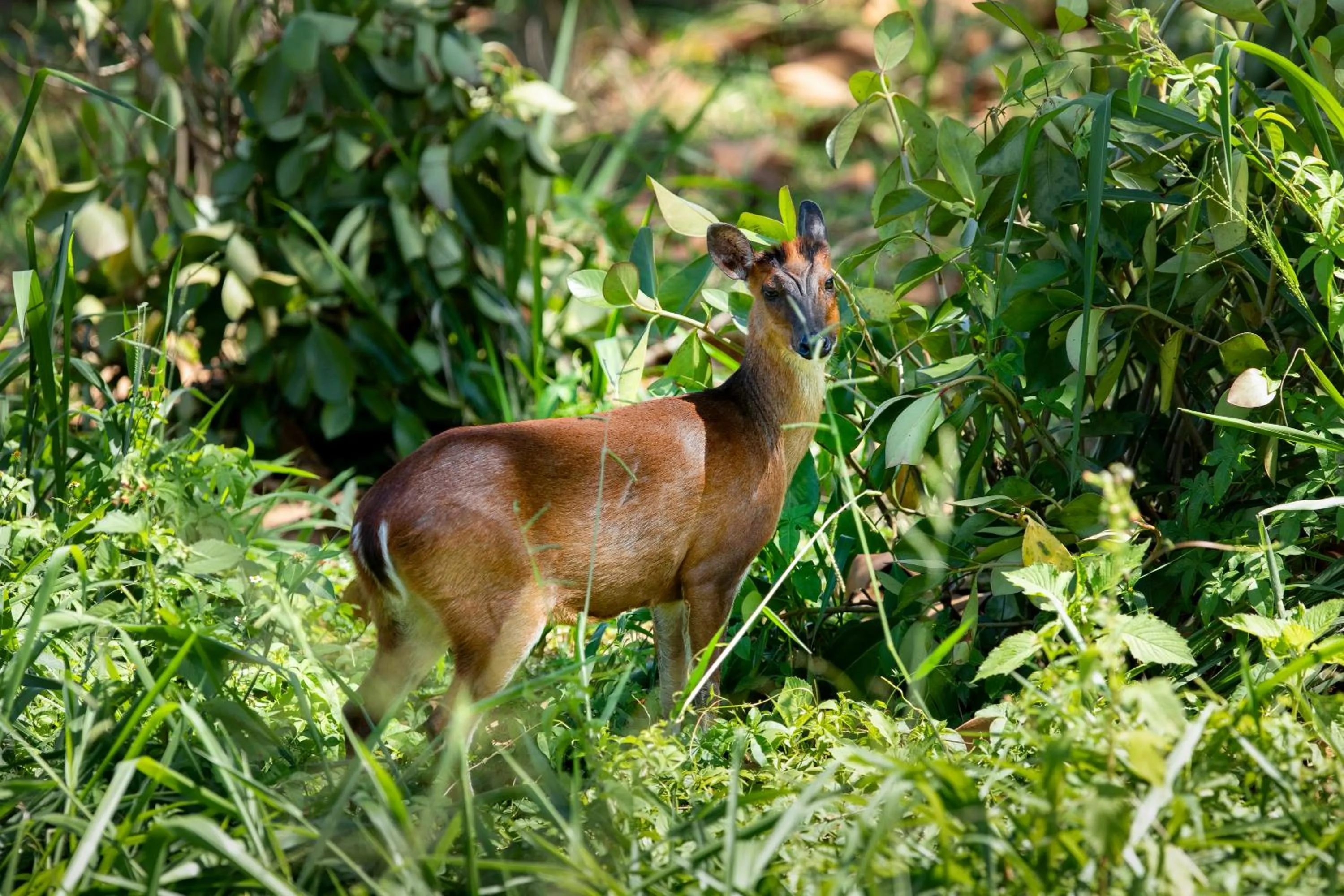 Animals in W15 Hanthana Estate Kandy