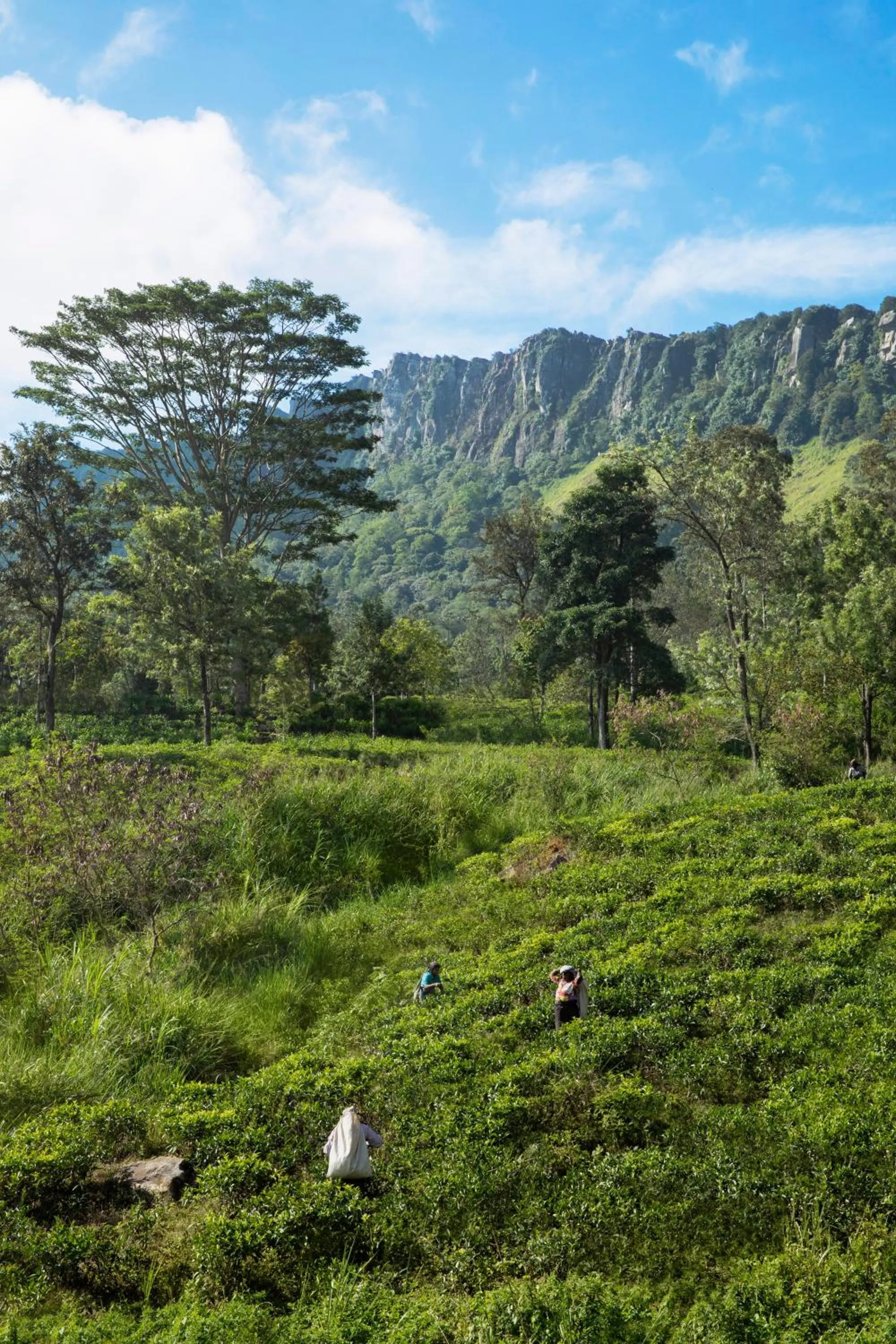 Natural landscape in W15 Hanthana Estate Kandy