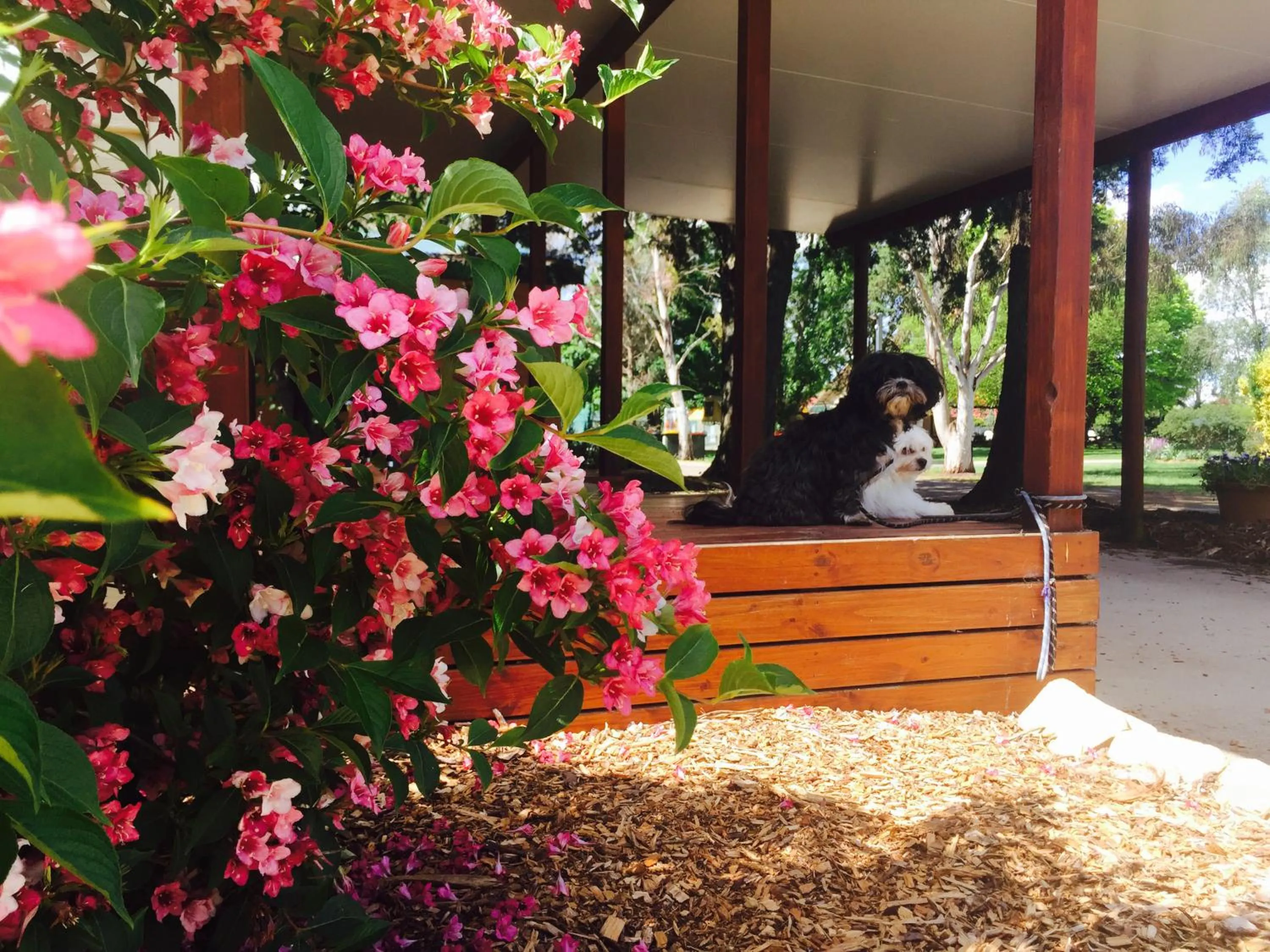 Patio in Armidale Tourist Park