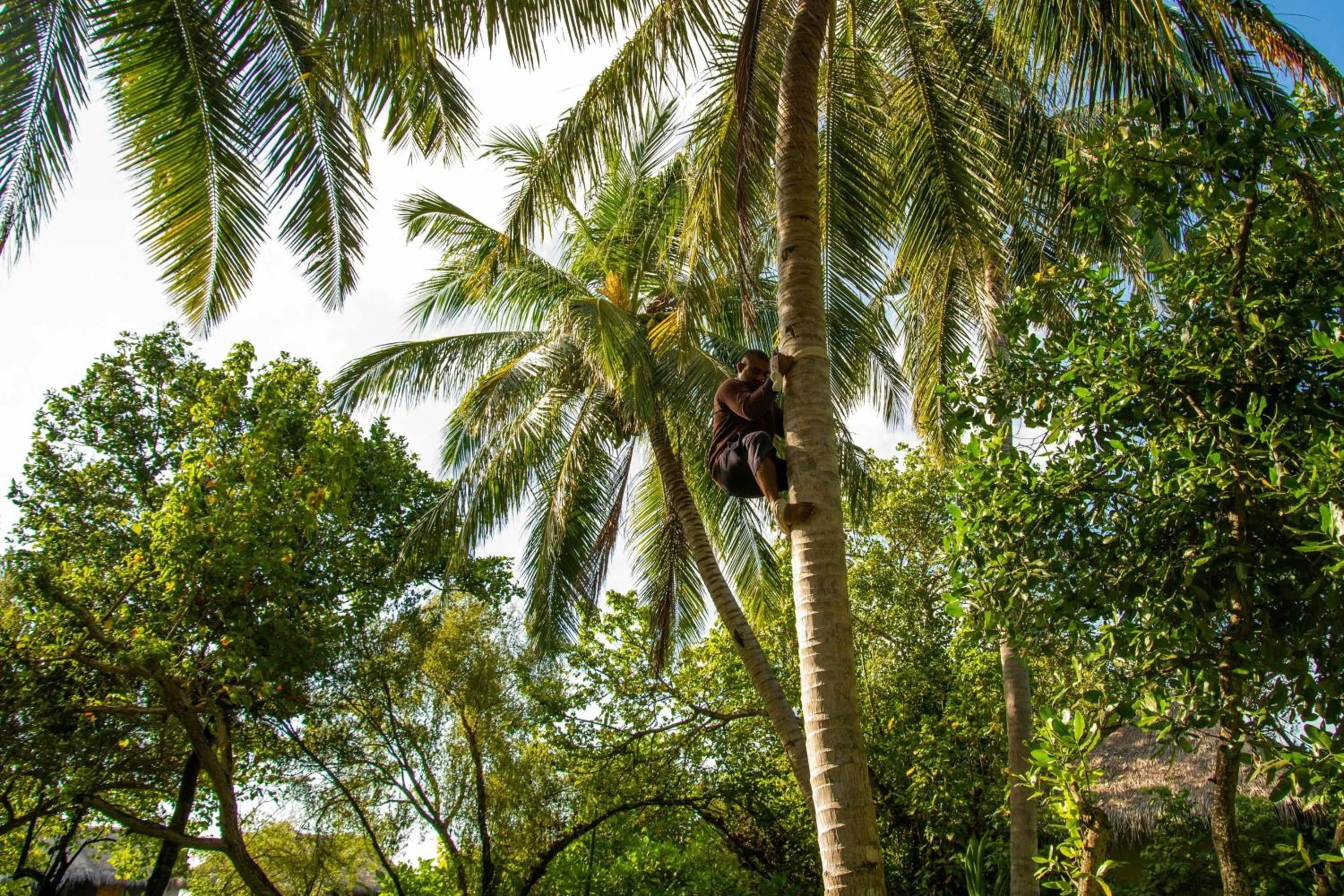 Other in Sheraton Maldives Full Moon Resort & Spa