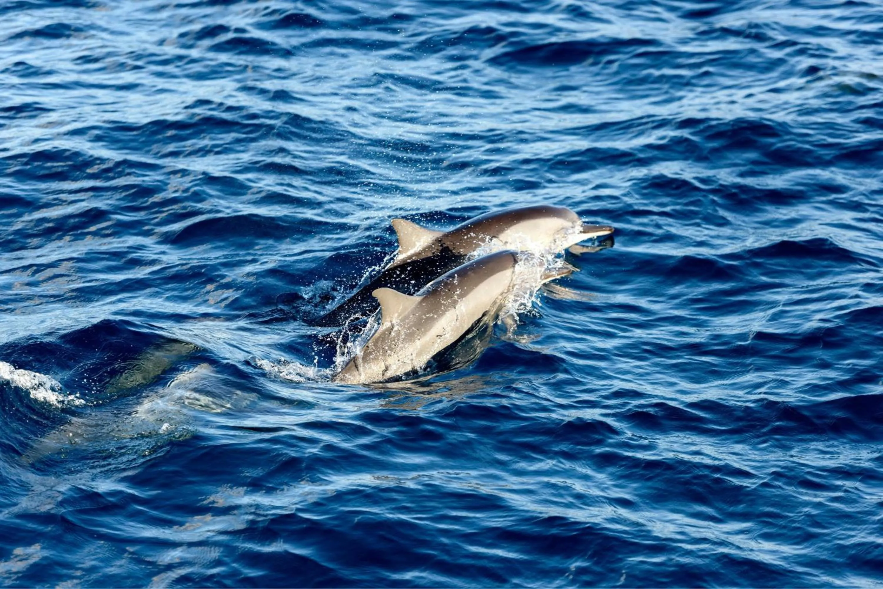 Other in Sheraton Maldives Full Moon Resort & Spa