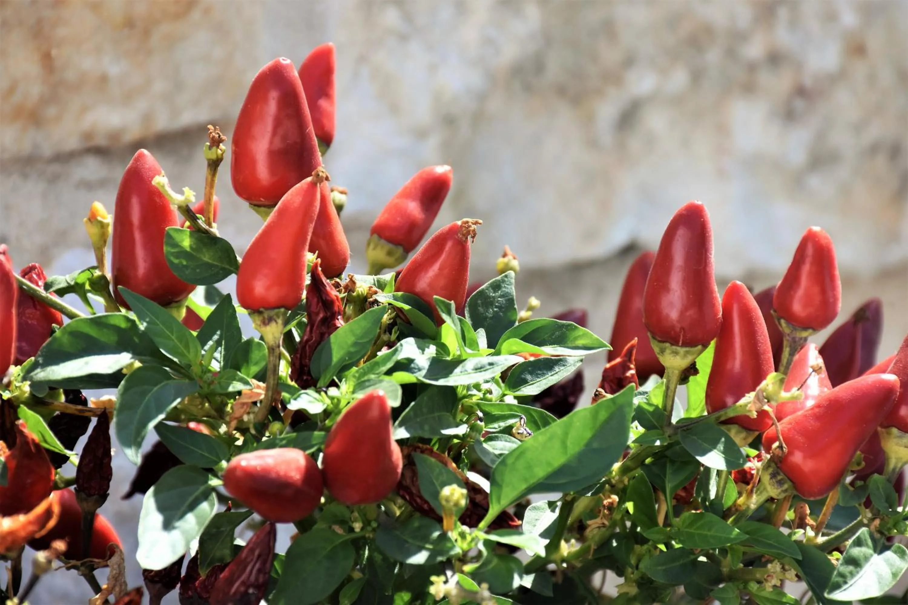 Decorative detail in Bungalows Marina