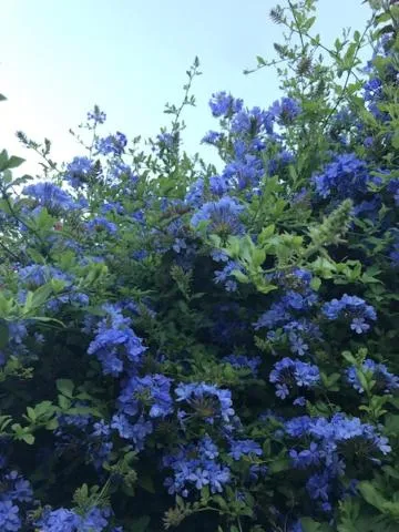 Garden in Casa Pura Vida