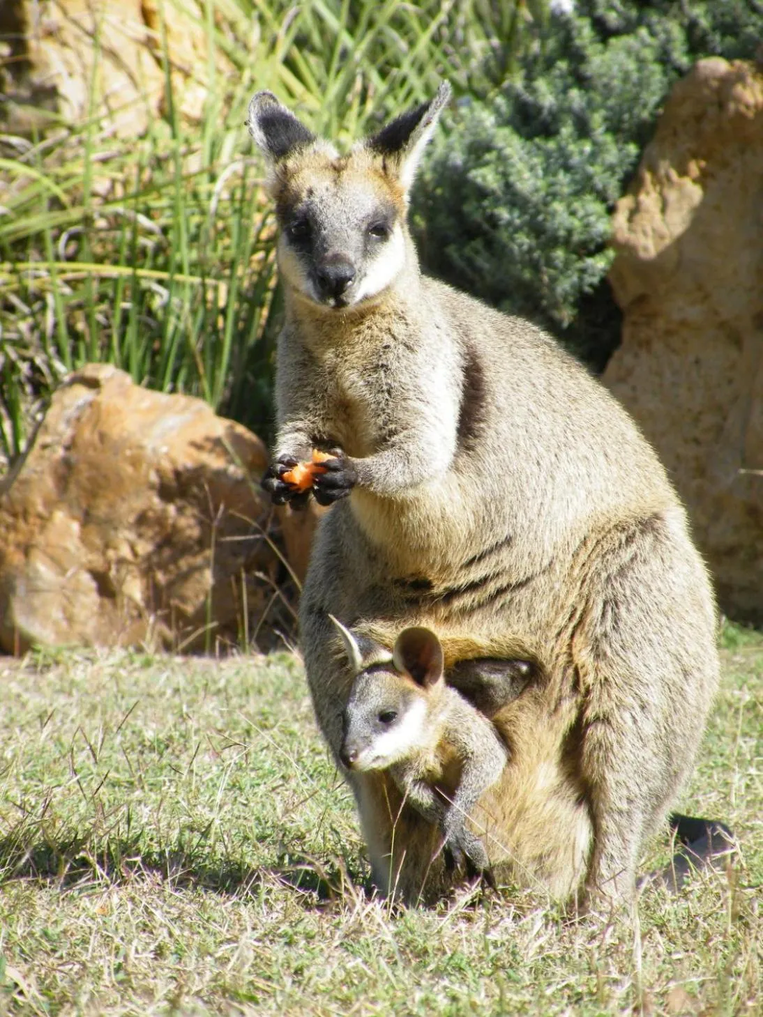 Rubyvale Motel & Holiday Units - An Adults Only Getaway