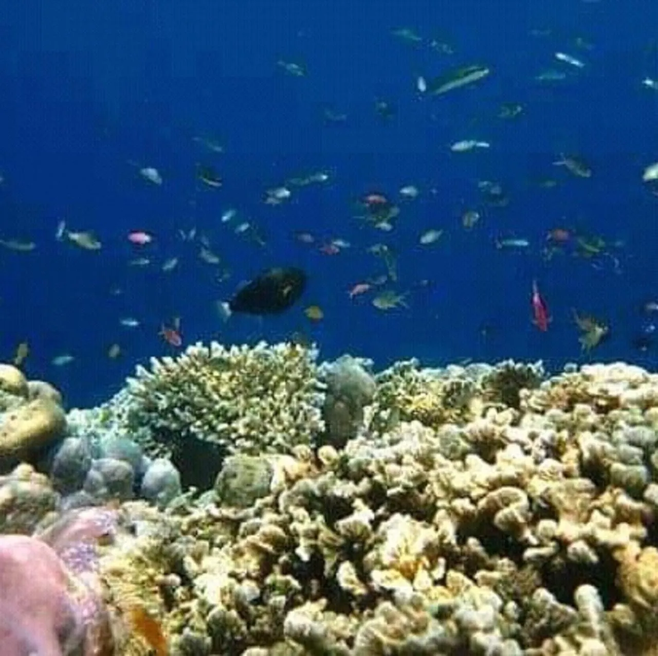 Snorkeling in Taman Menjangan by SnorkelingMenjangan