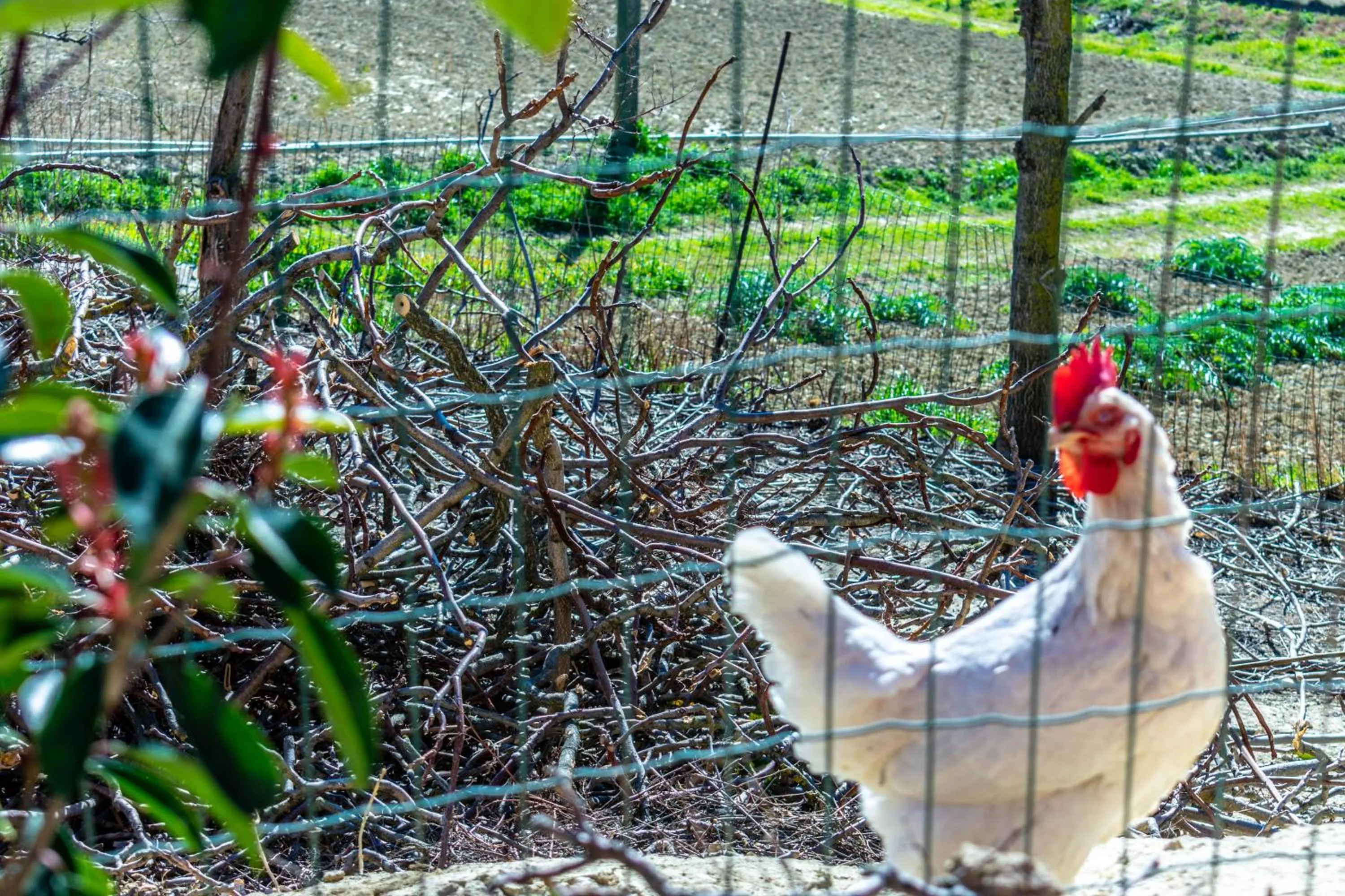 Animals in La Casa del Nonno