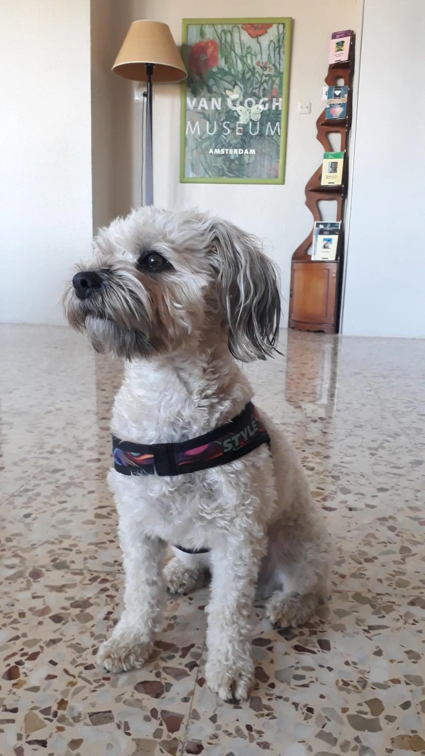 Pets in Hostal Moreno