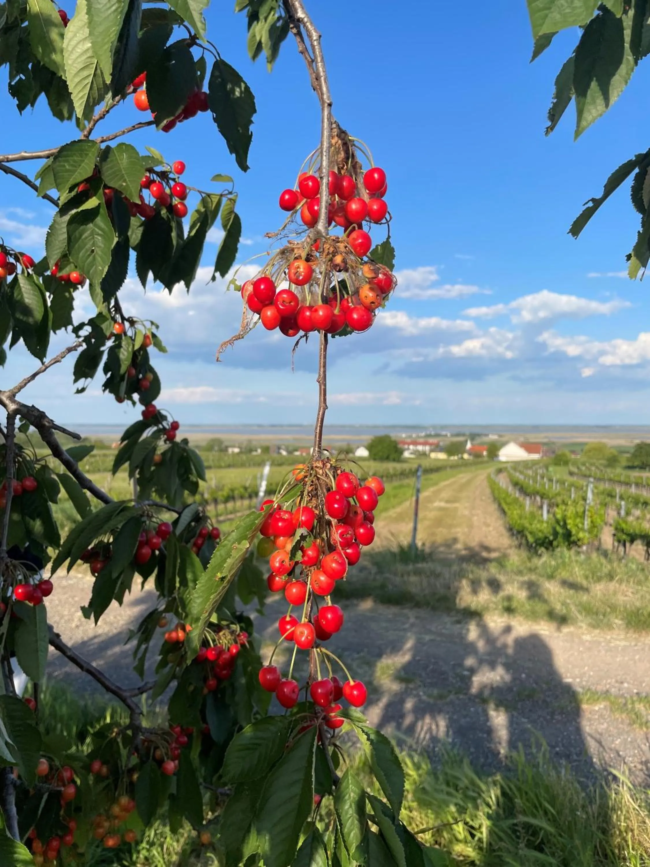 Off site in Haus Martin - Schneeberger