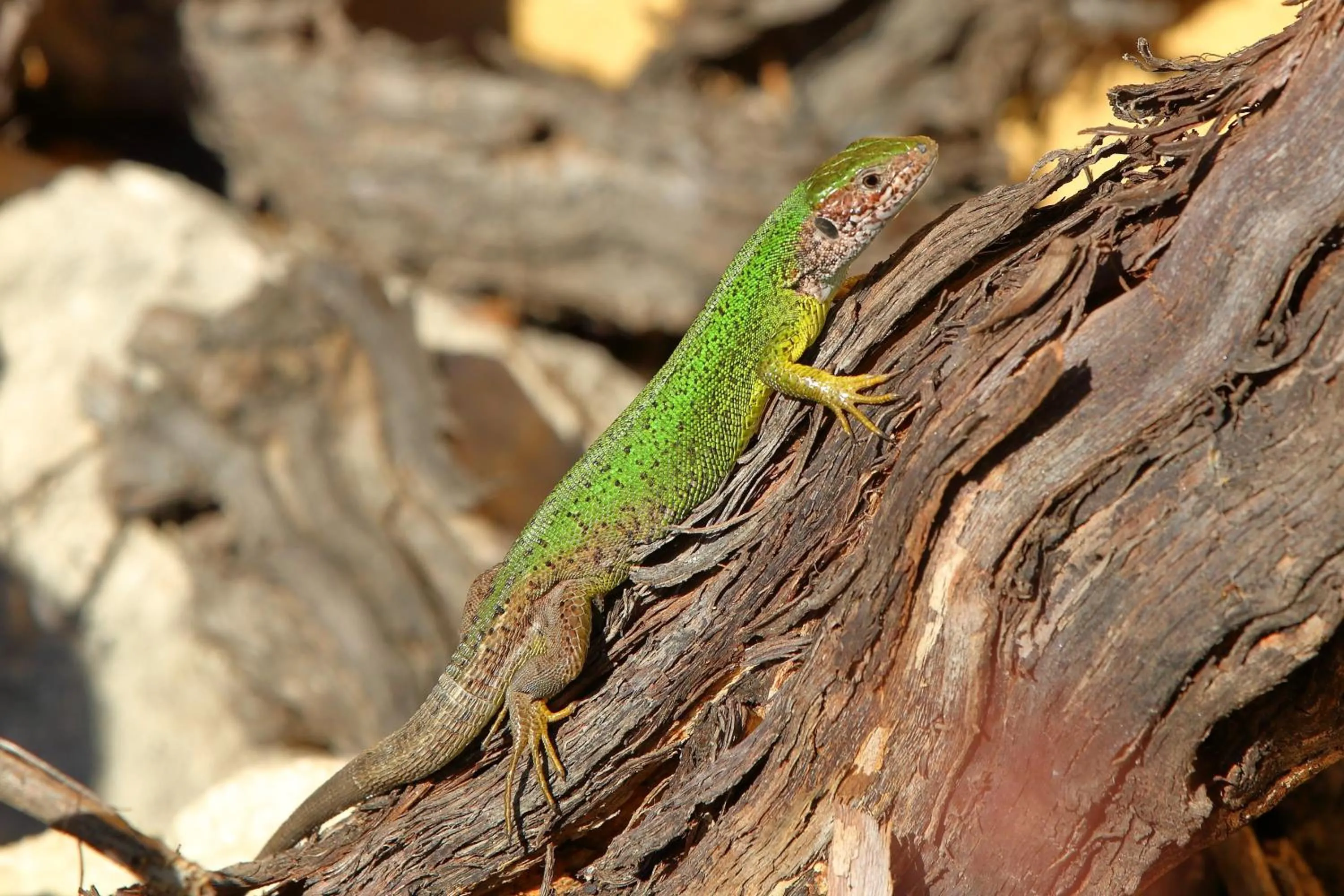 Animals in Haus Martin - Schneeberger