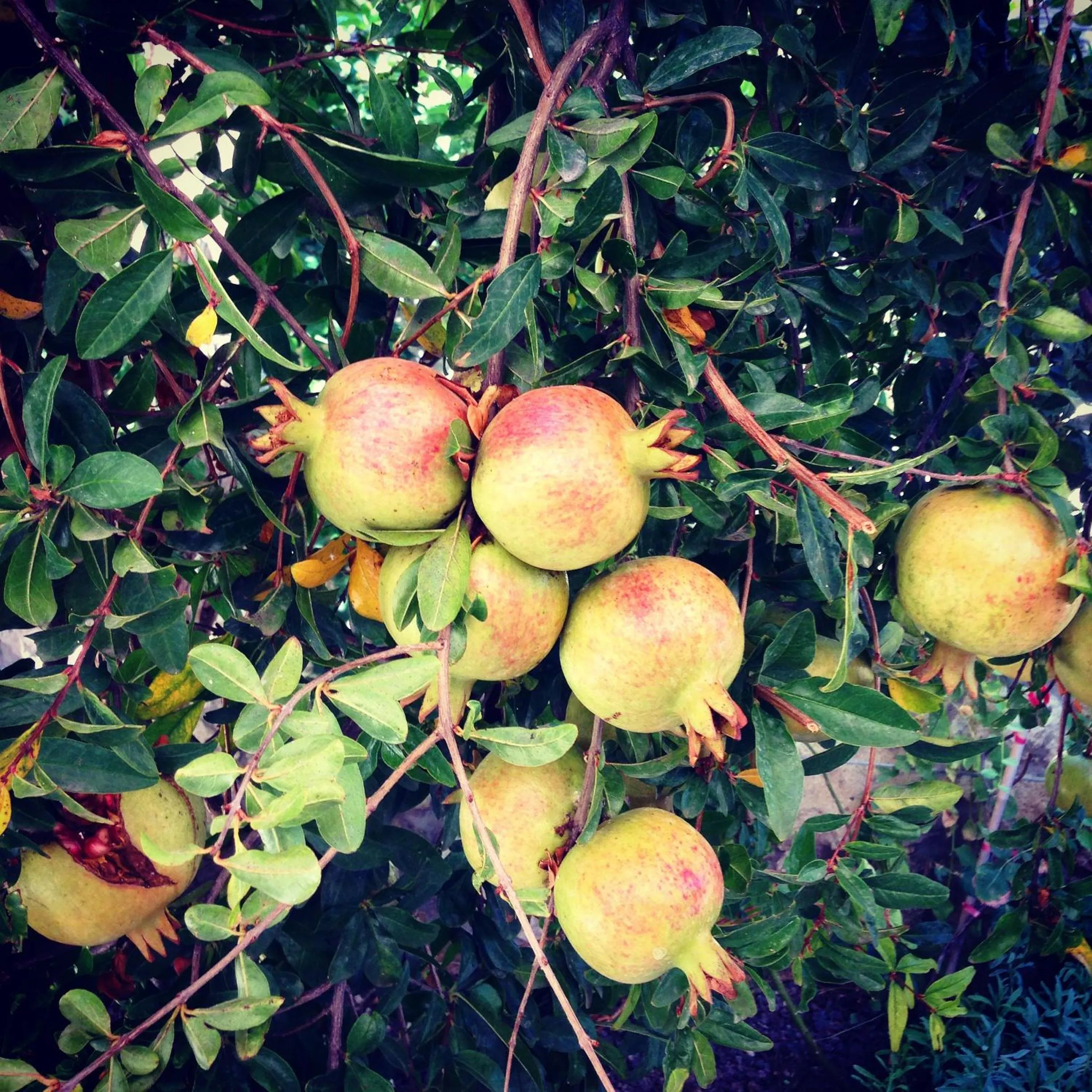 Garden in Alacati Kostem Hotel - Special Category
