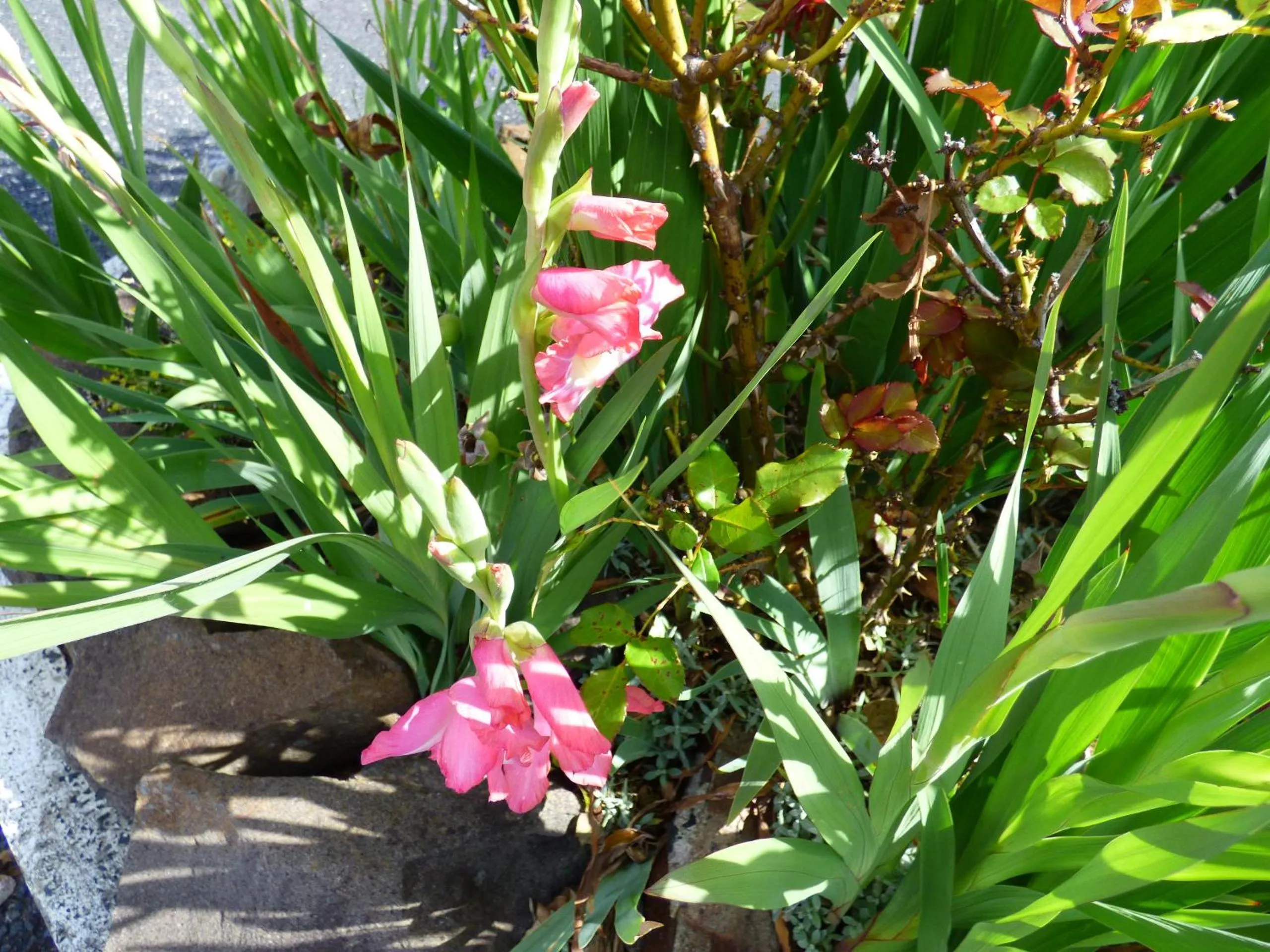 Garden view in Anna Bella Motel Glen Innes