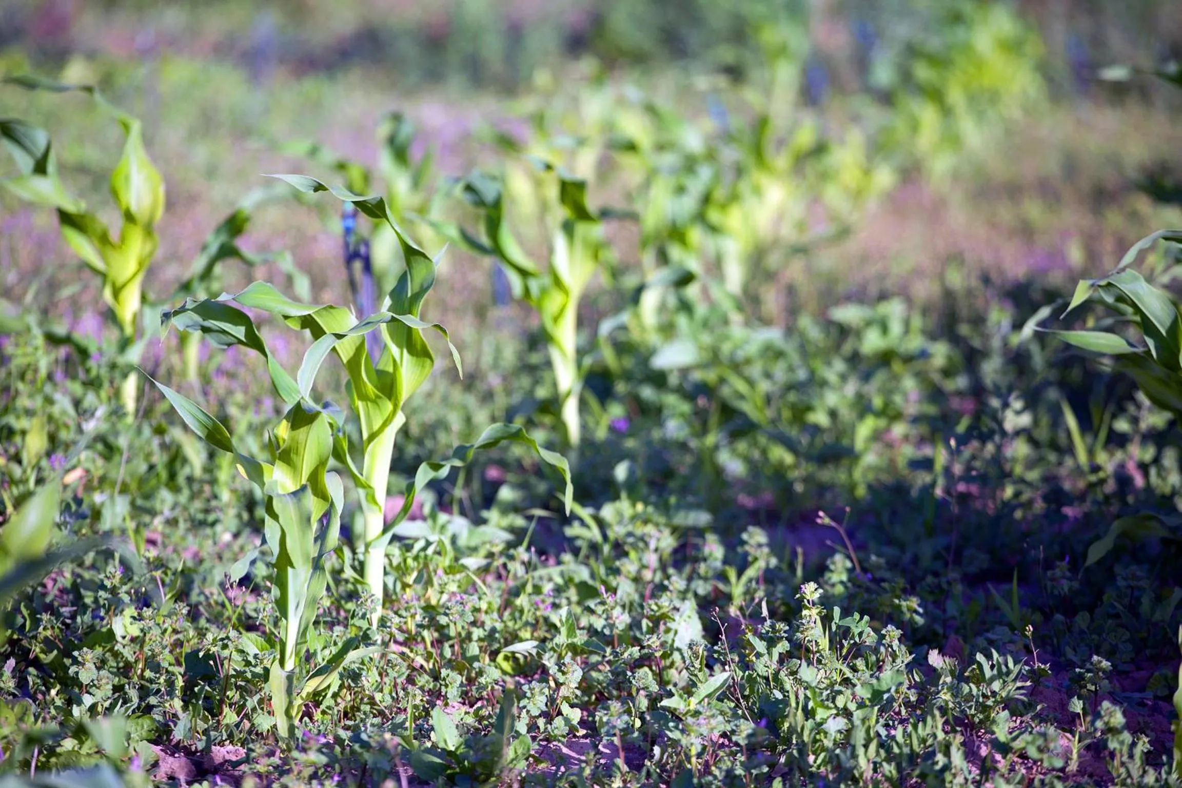 Garden in Chrislin African Lodge