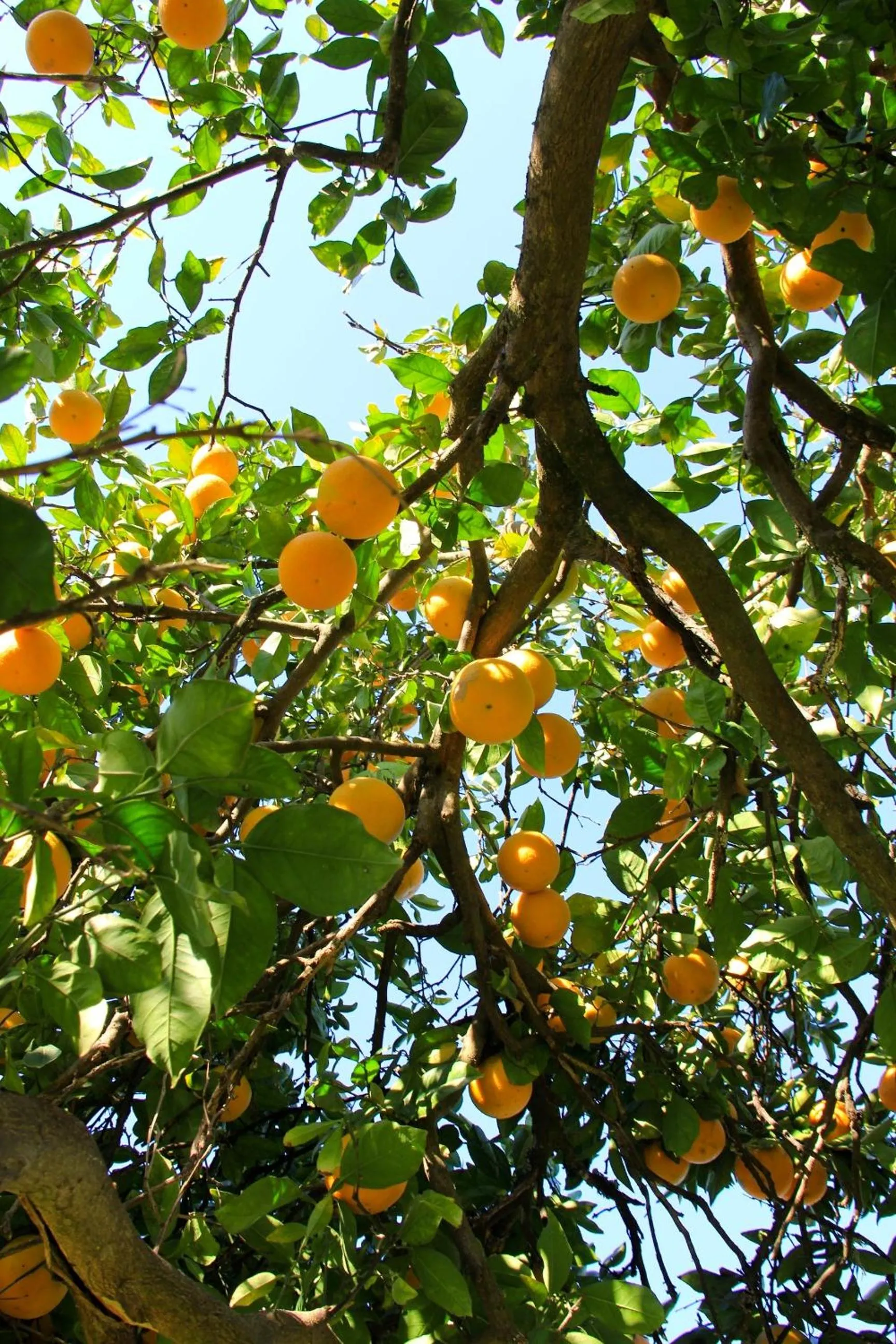 Garden in Chrislin African Lodge