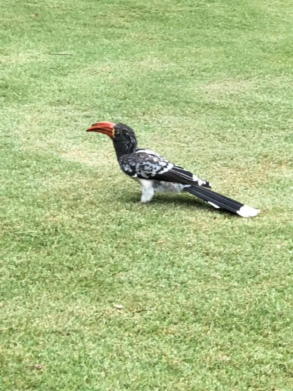 Garden in Chrislin African Lodge