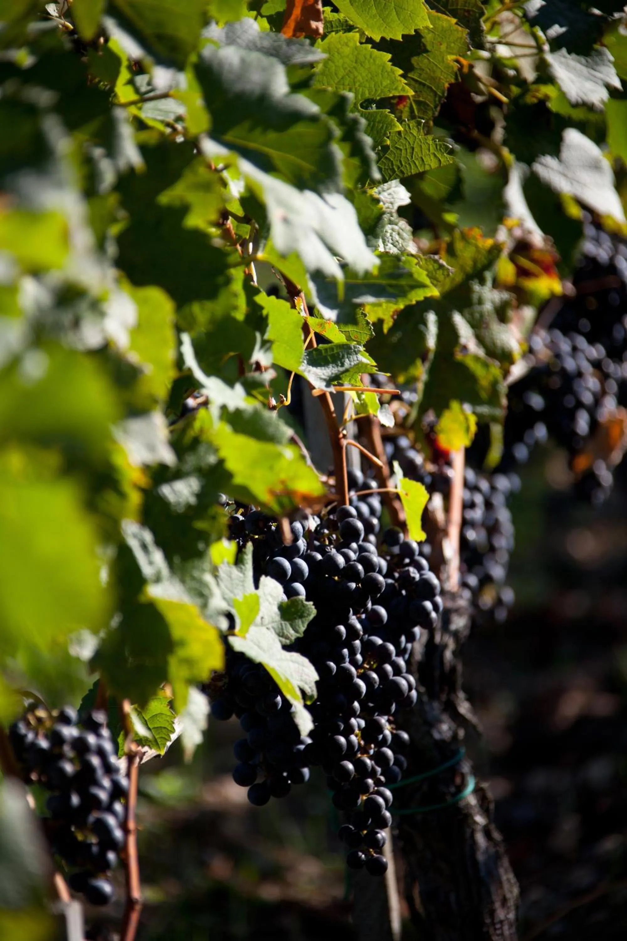 Other in Hôtel Le Saint-James