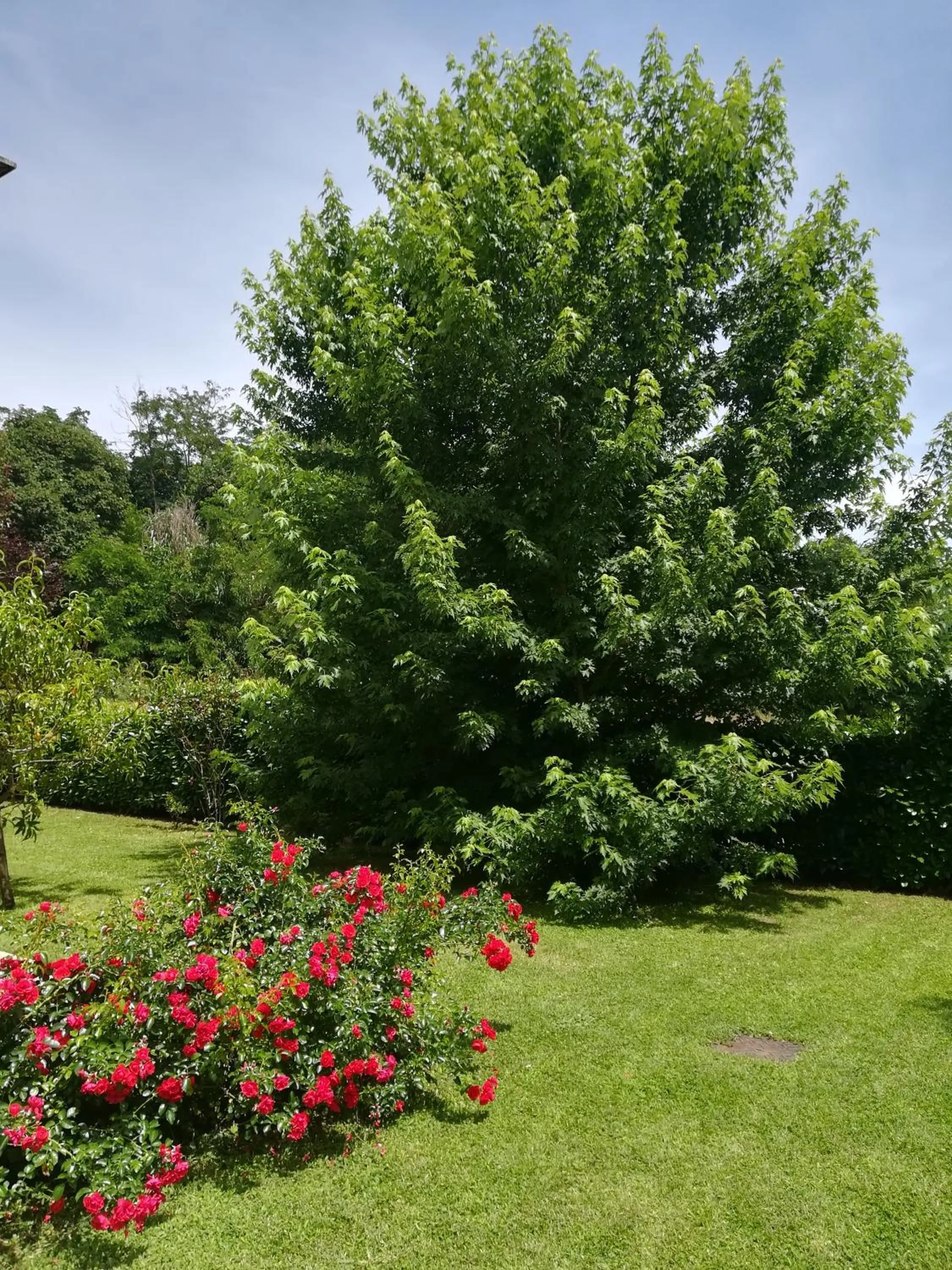 Garden in B&B Terra del Sole