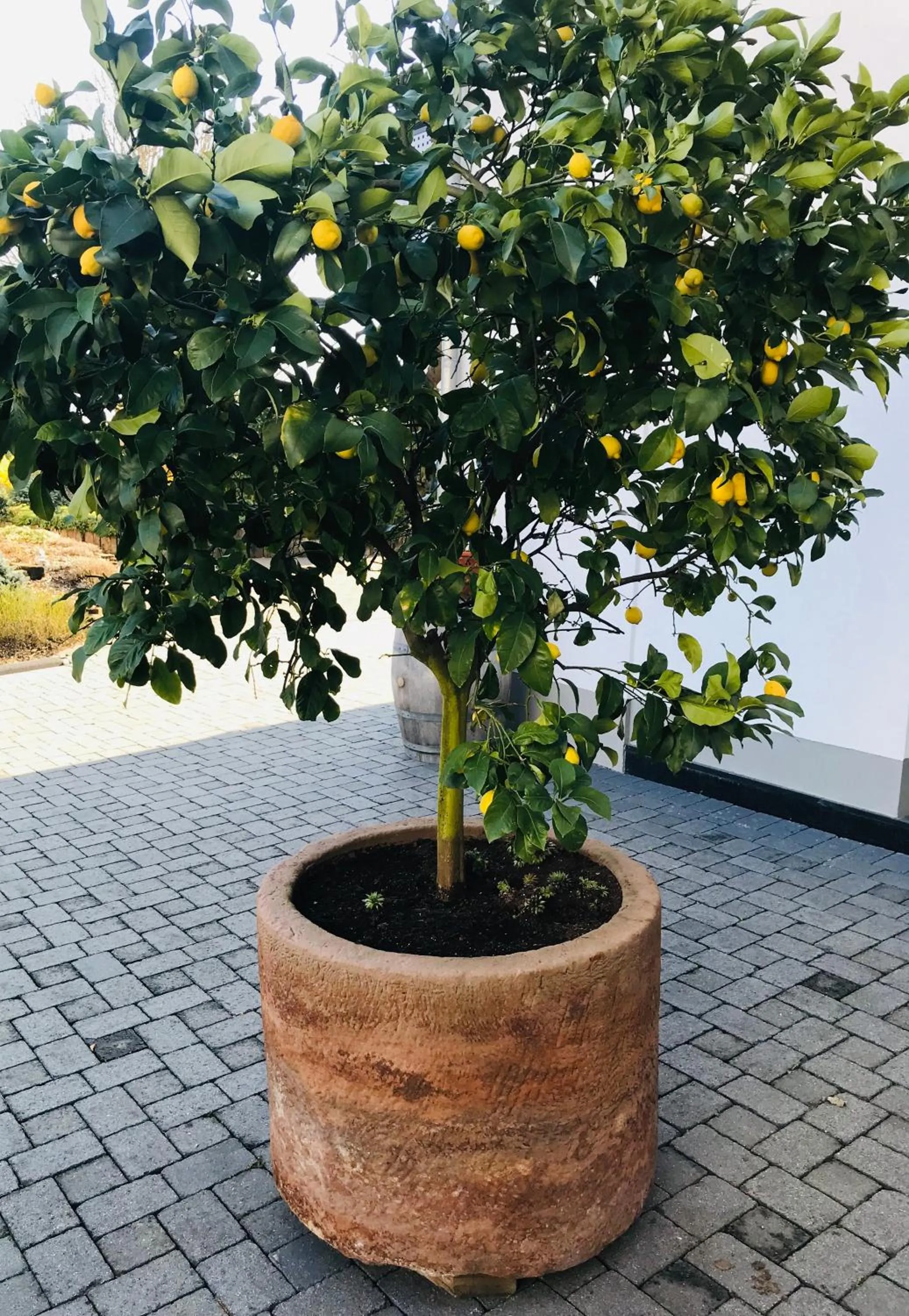 Decorative detail in Weingut Gehlen-Cornelius