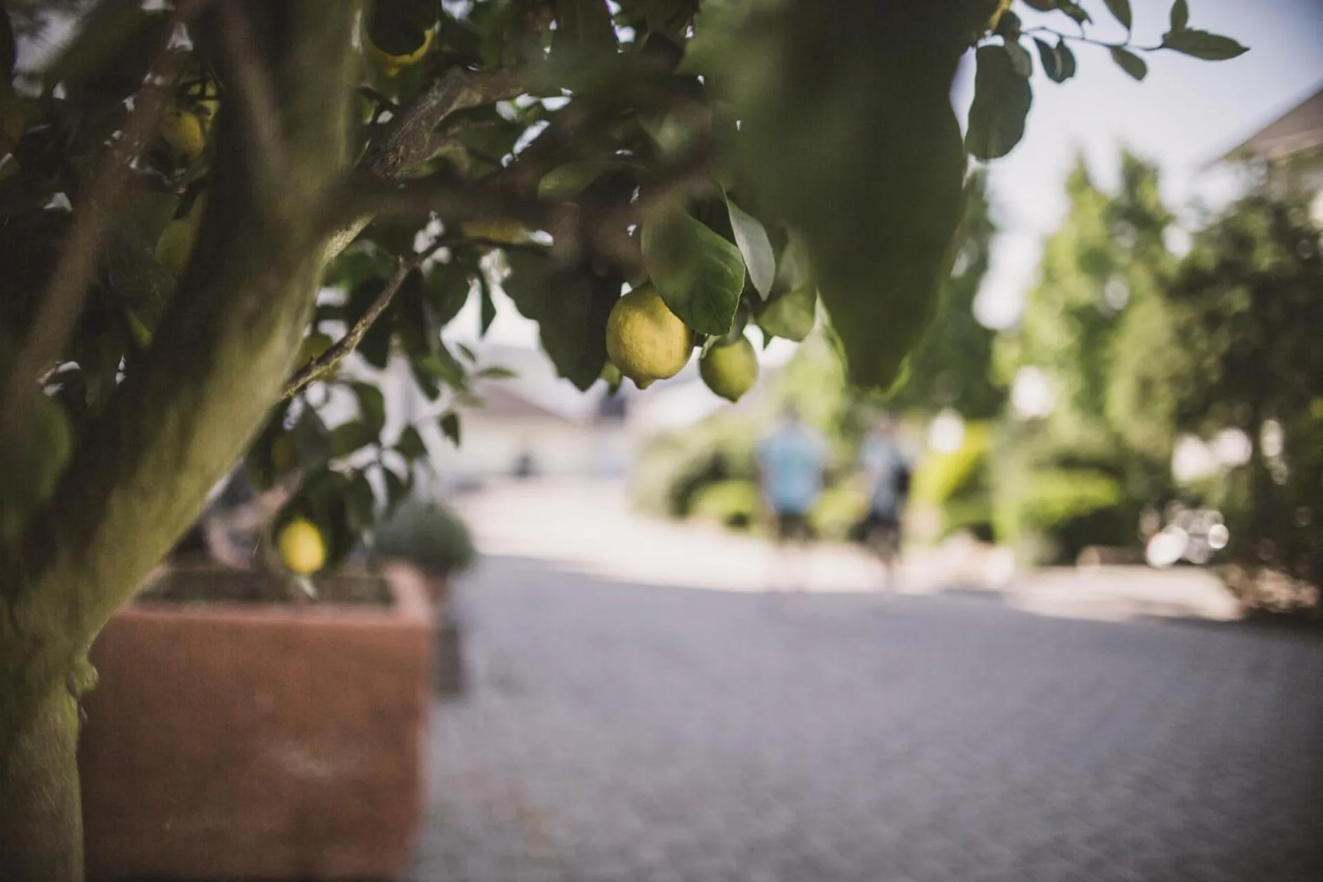 Patio in Weingut Gehlen-Cornelius