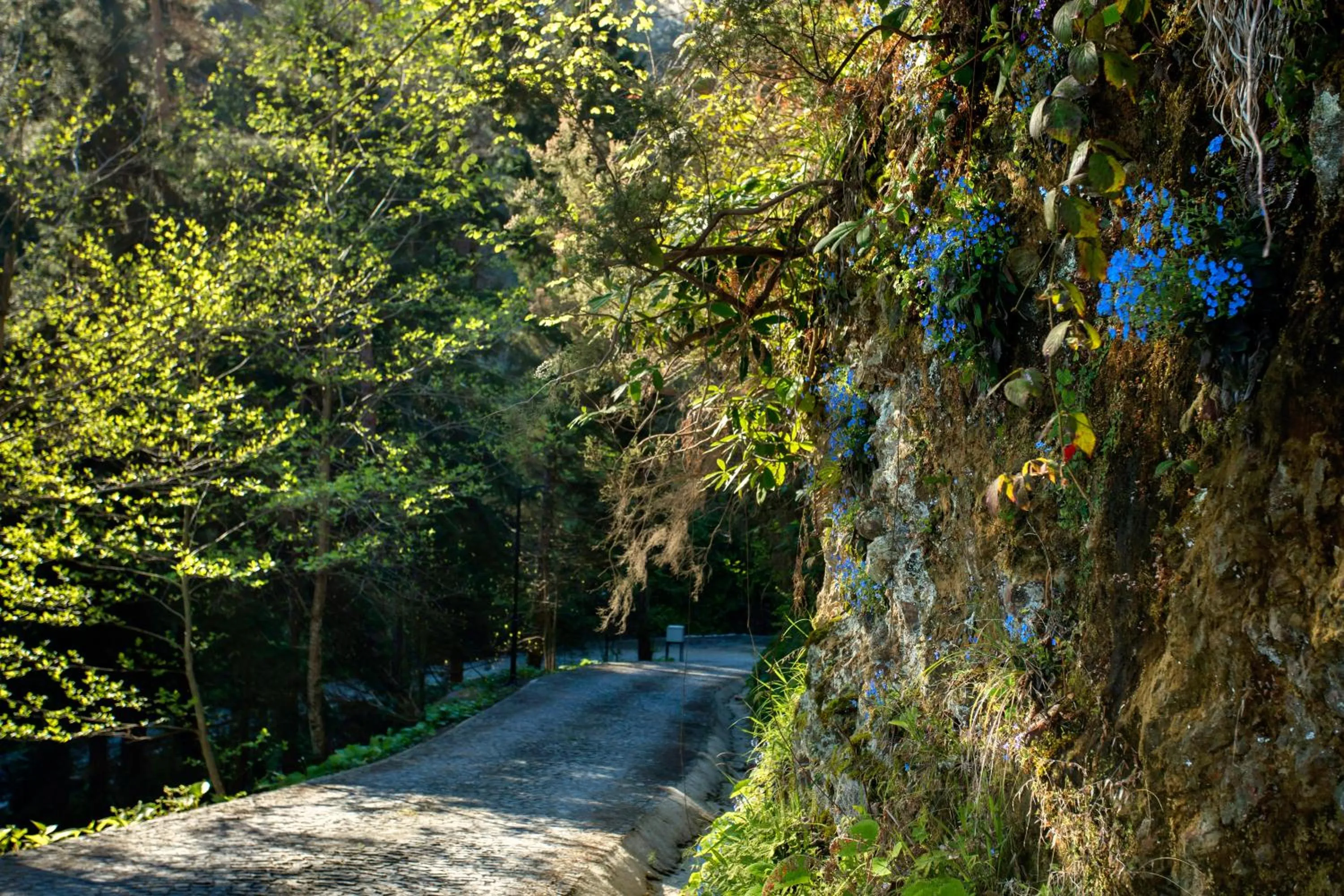 Natural landscape in Hancioglu Orman Evleri & Hotel