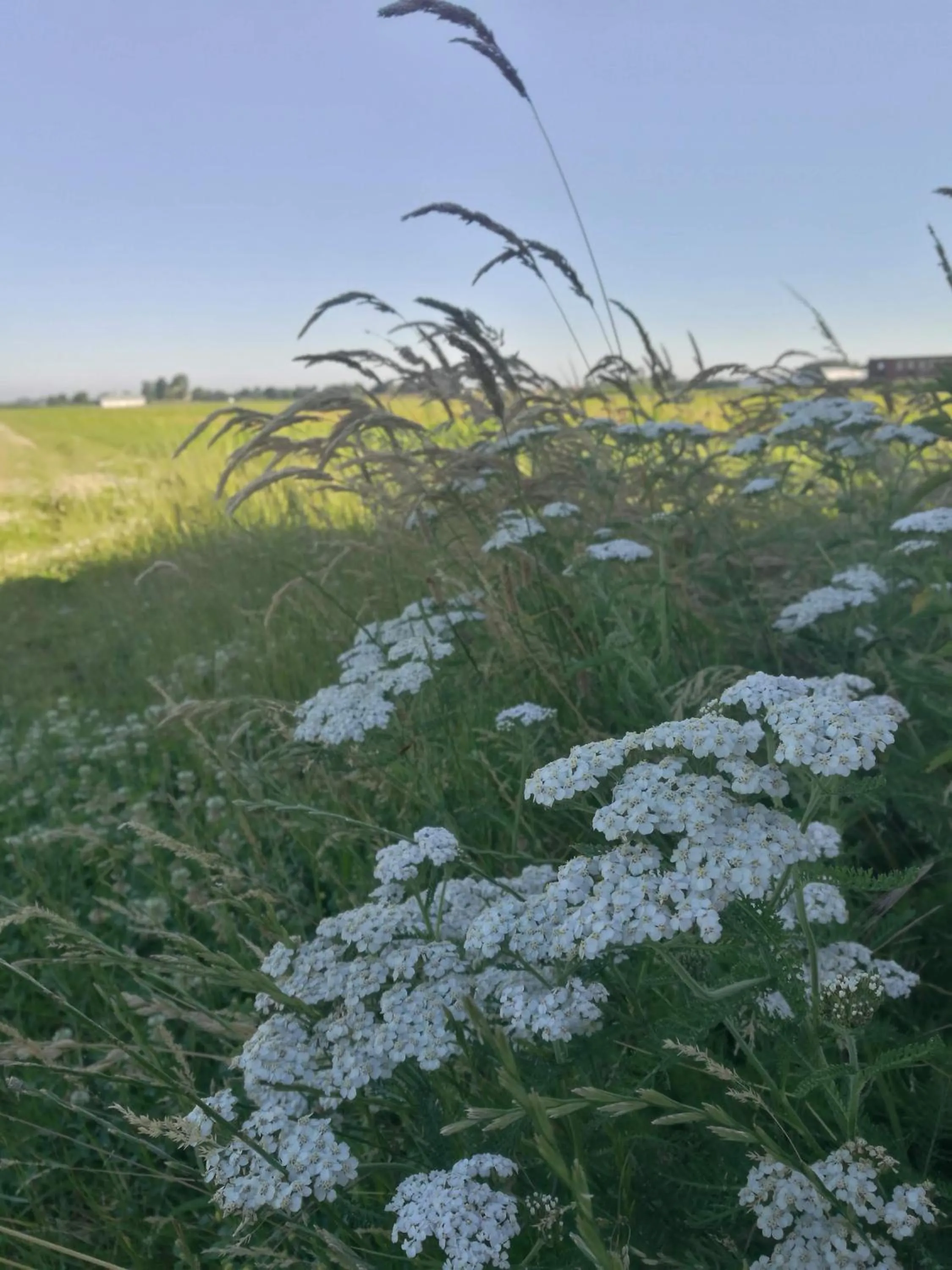 Natural landscape in De Groene Bollenschuur