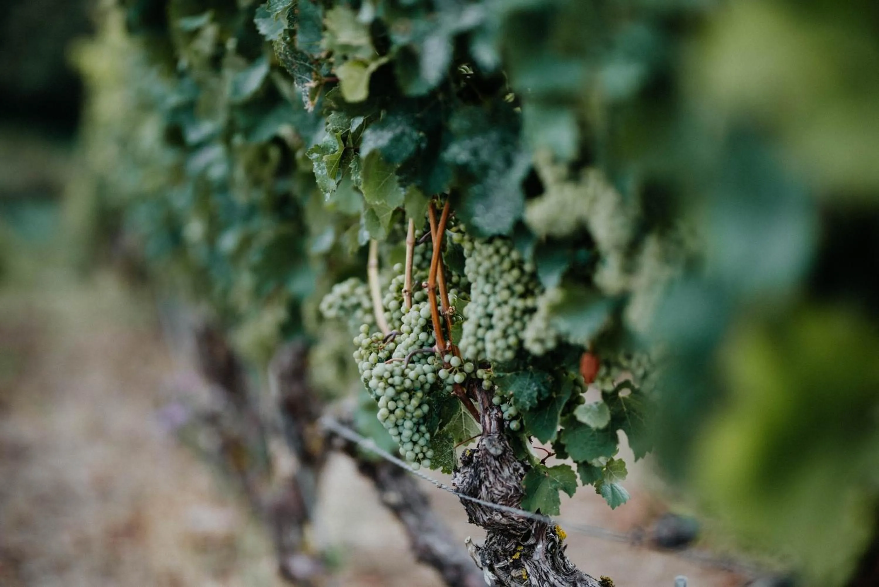 Off site in Sonnenhotel Weingut Römmert Spa und Wellness