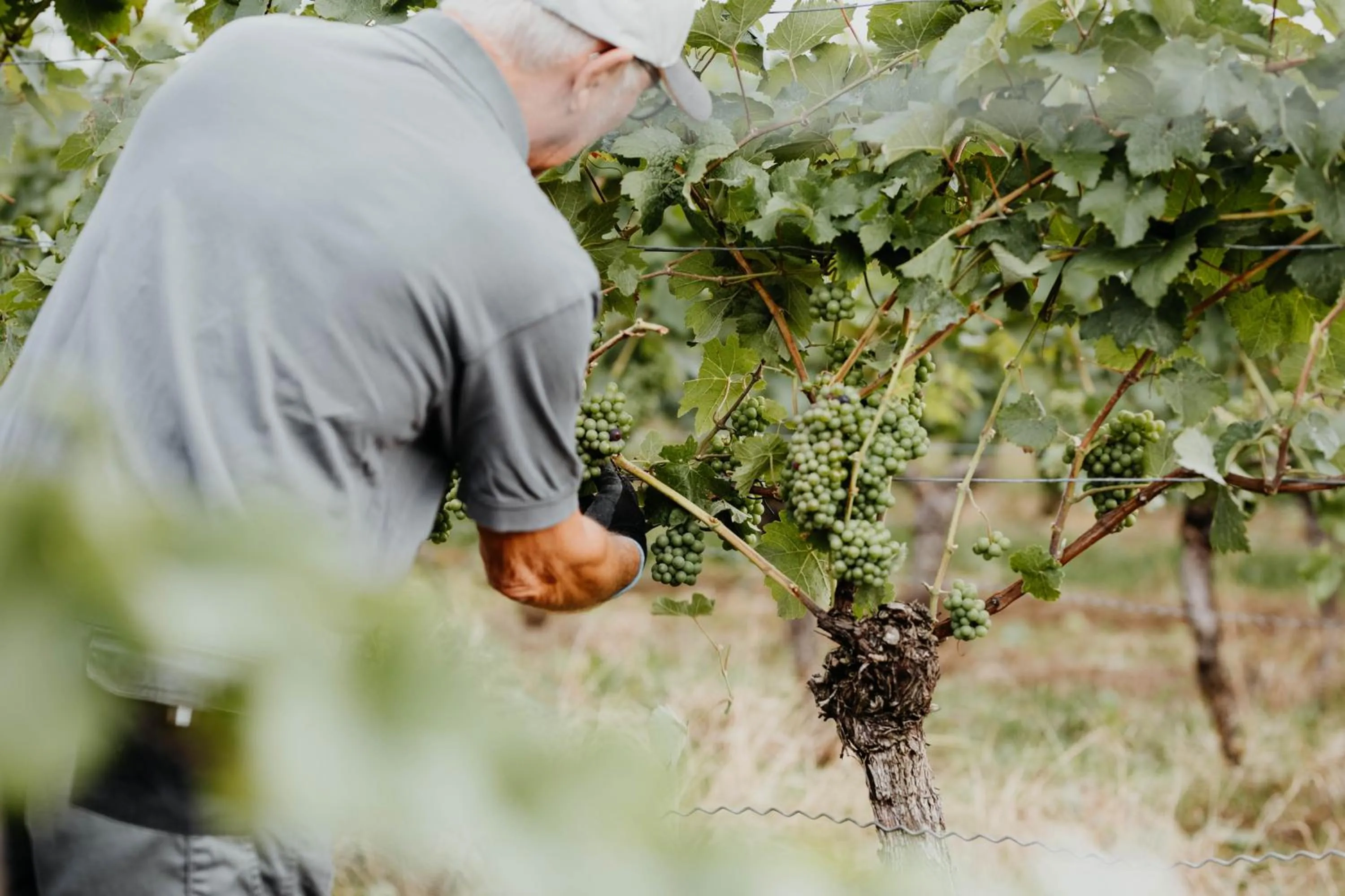 Off site in Sonnenhotel Weingut Römmert Spa und Wellness