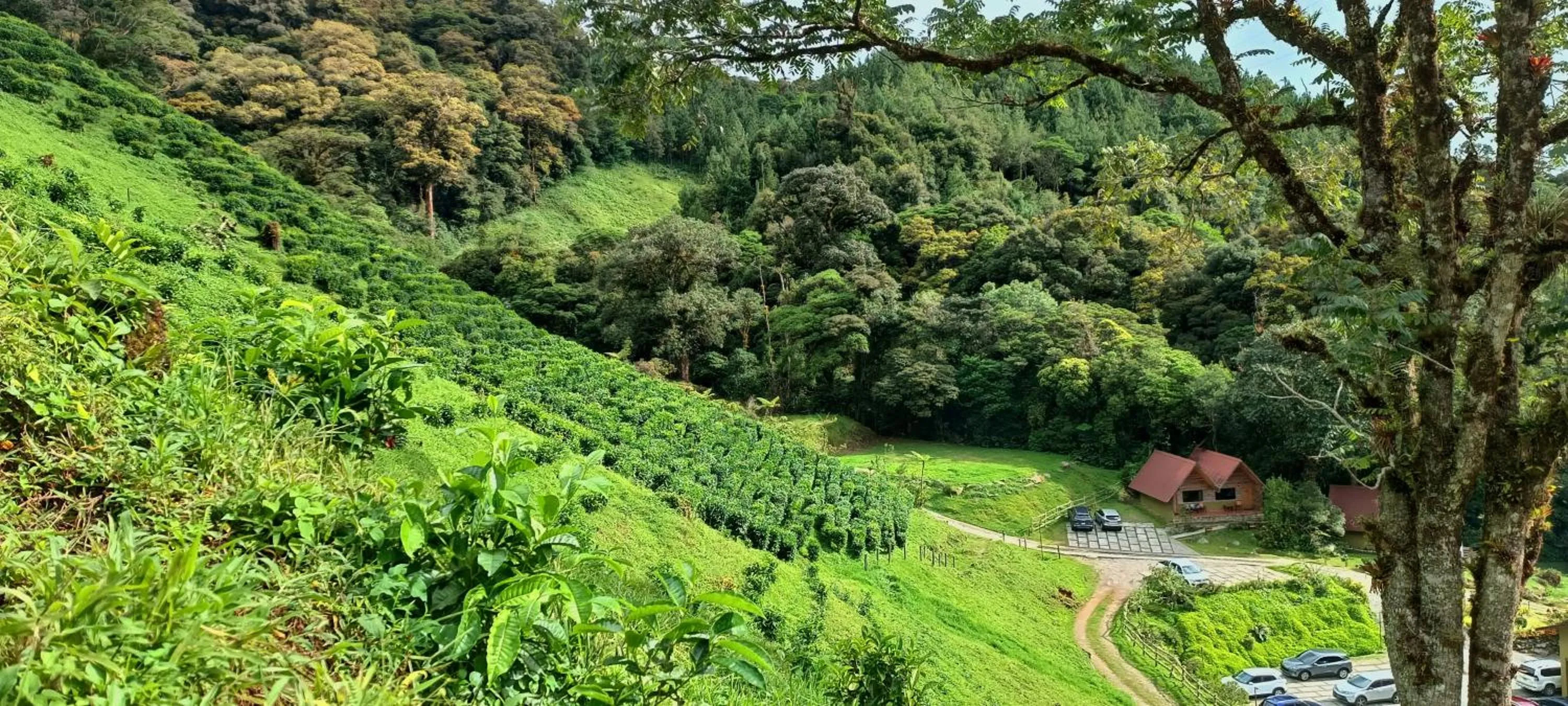 Garden view in TREE TREK BOQUETE Adventure Park