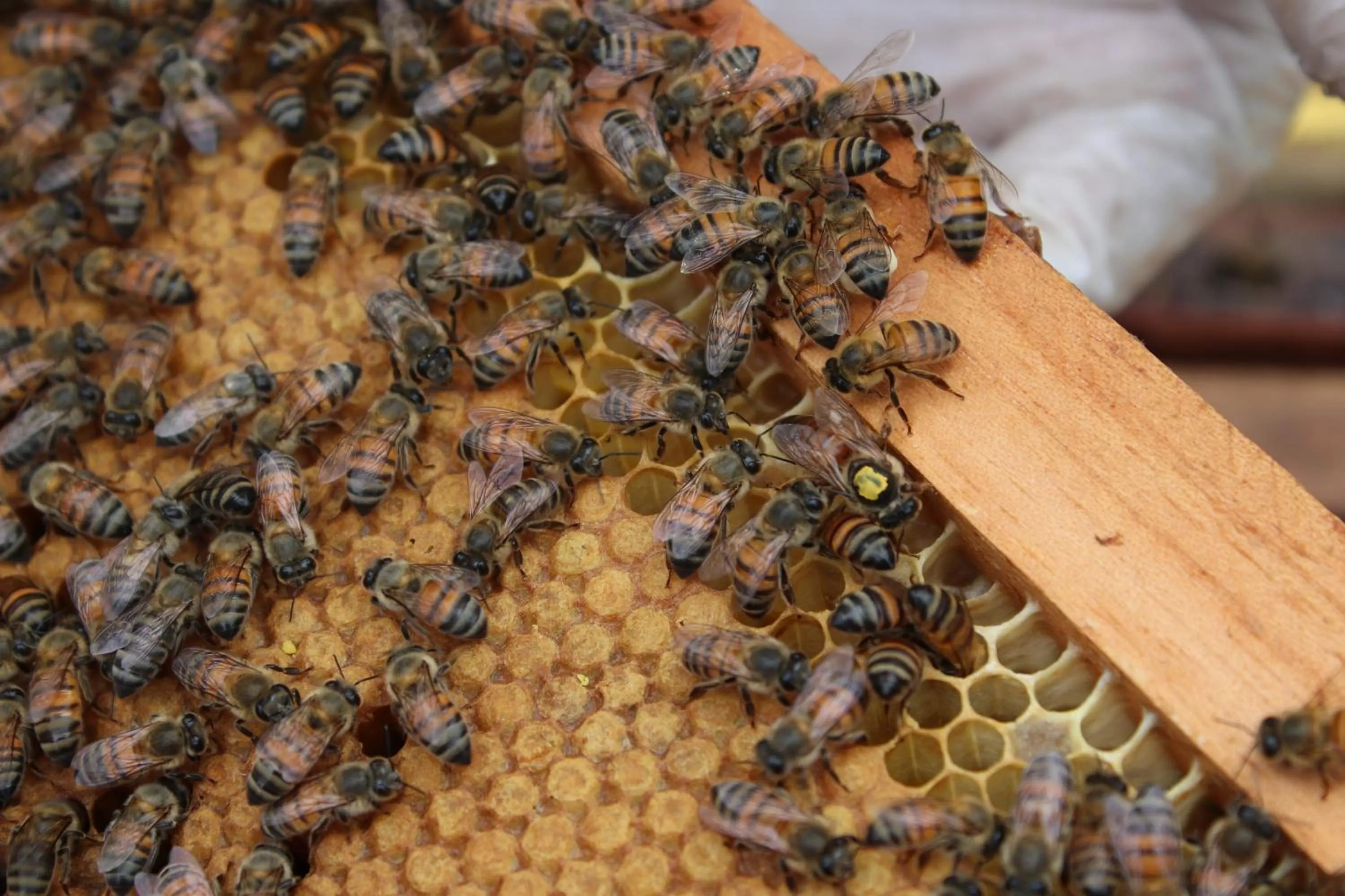 Activities in TREE TREK BOQUETE Adventure Park