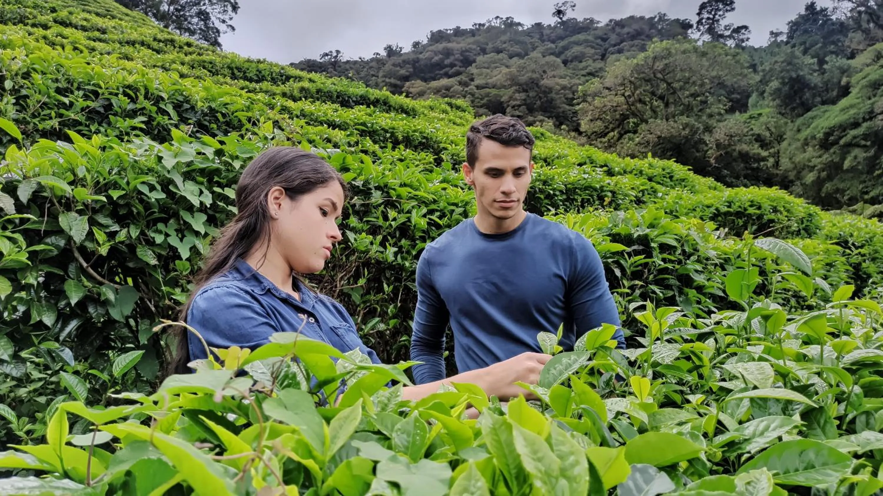 Activities in TREE TREK BOQUETE Adventure Park