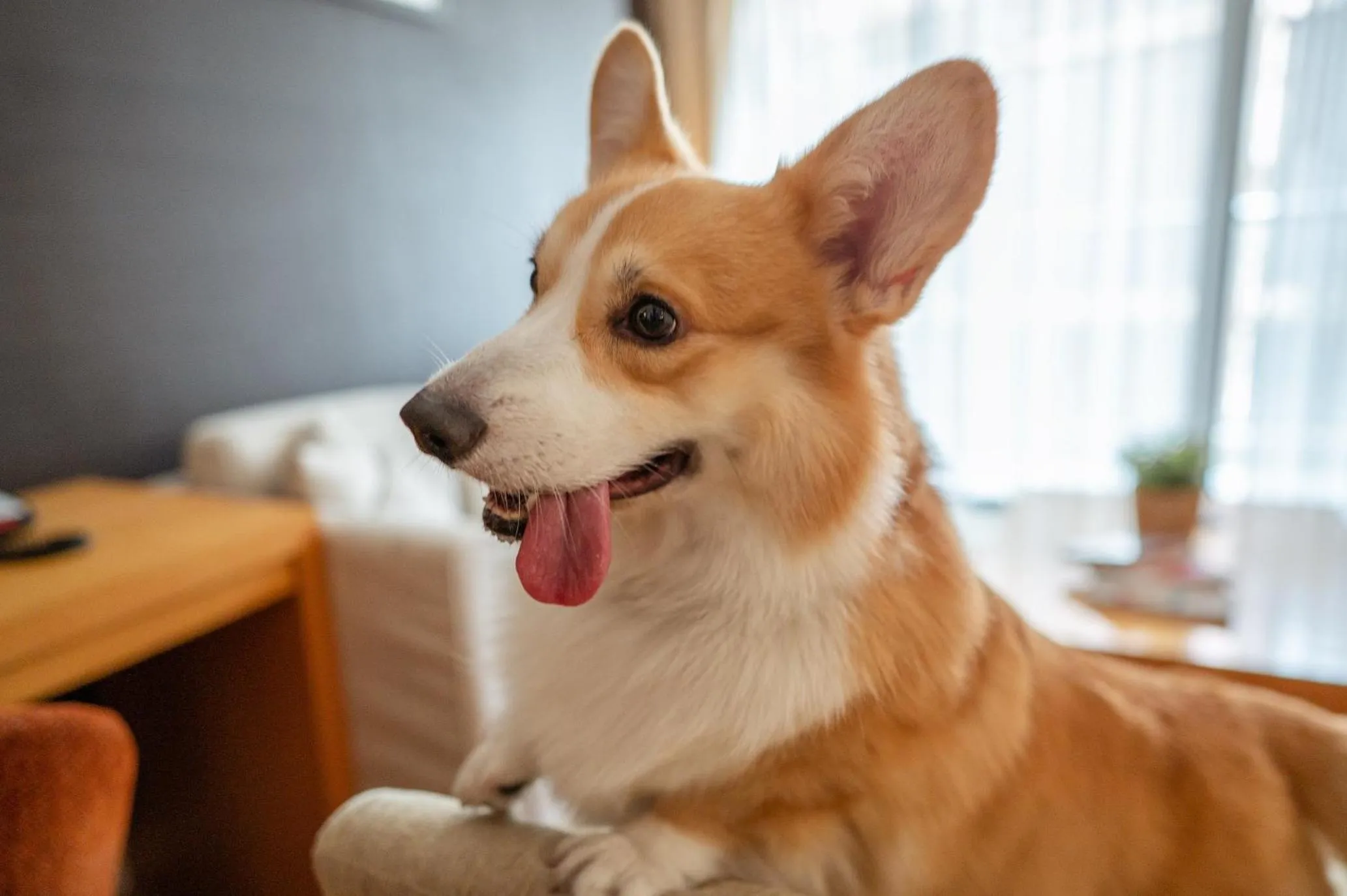 Pets in Journeyhub Pattaya Central