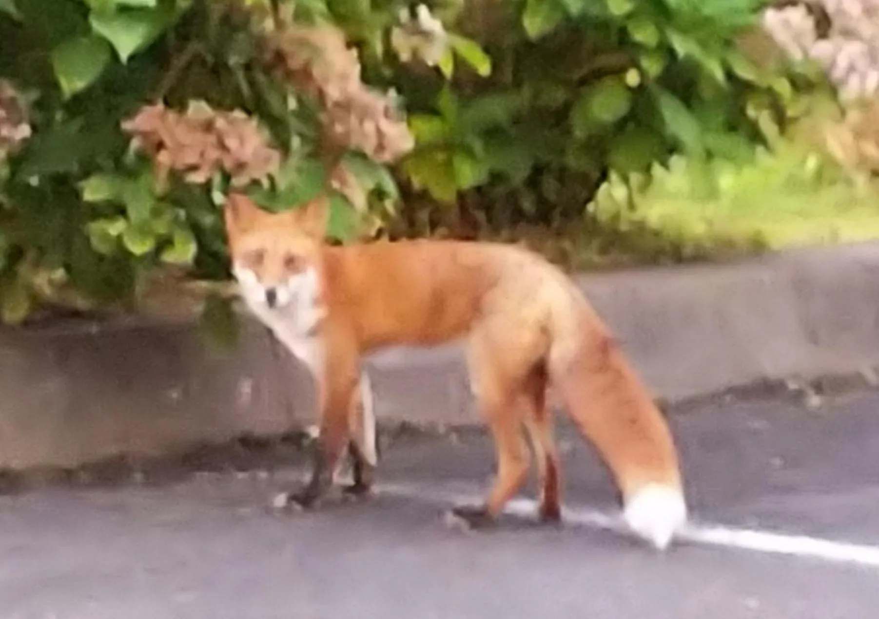 Minshuku Kaikazari Kunnui