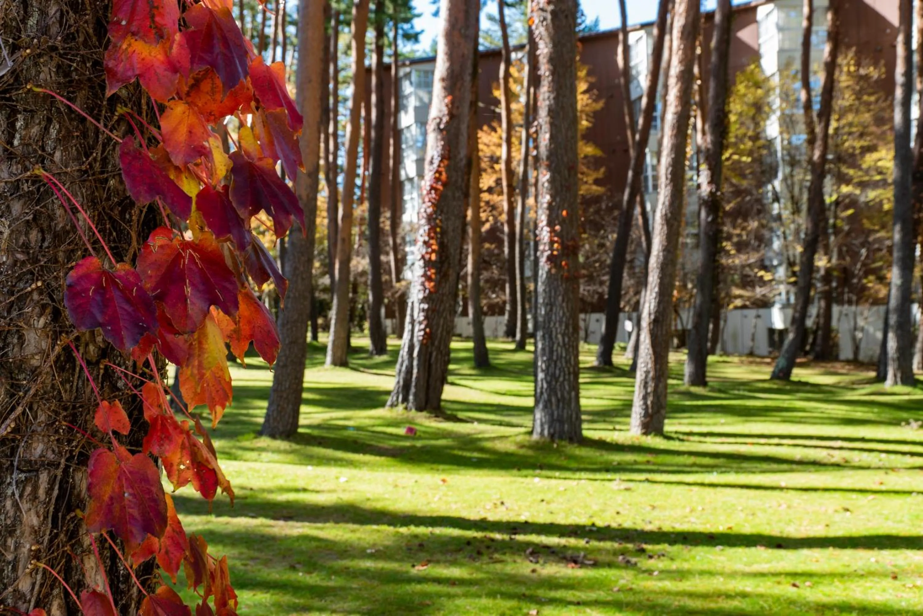 Natural landscape in Fuji Premium Resort