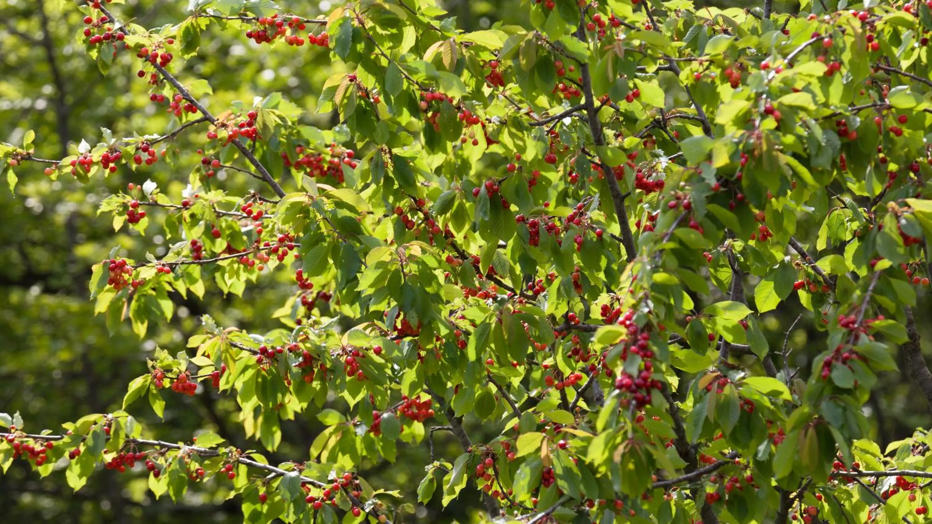 Garden in Apartment Villa Lidija