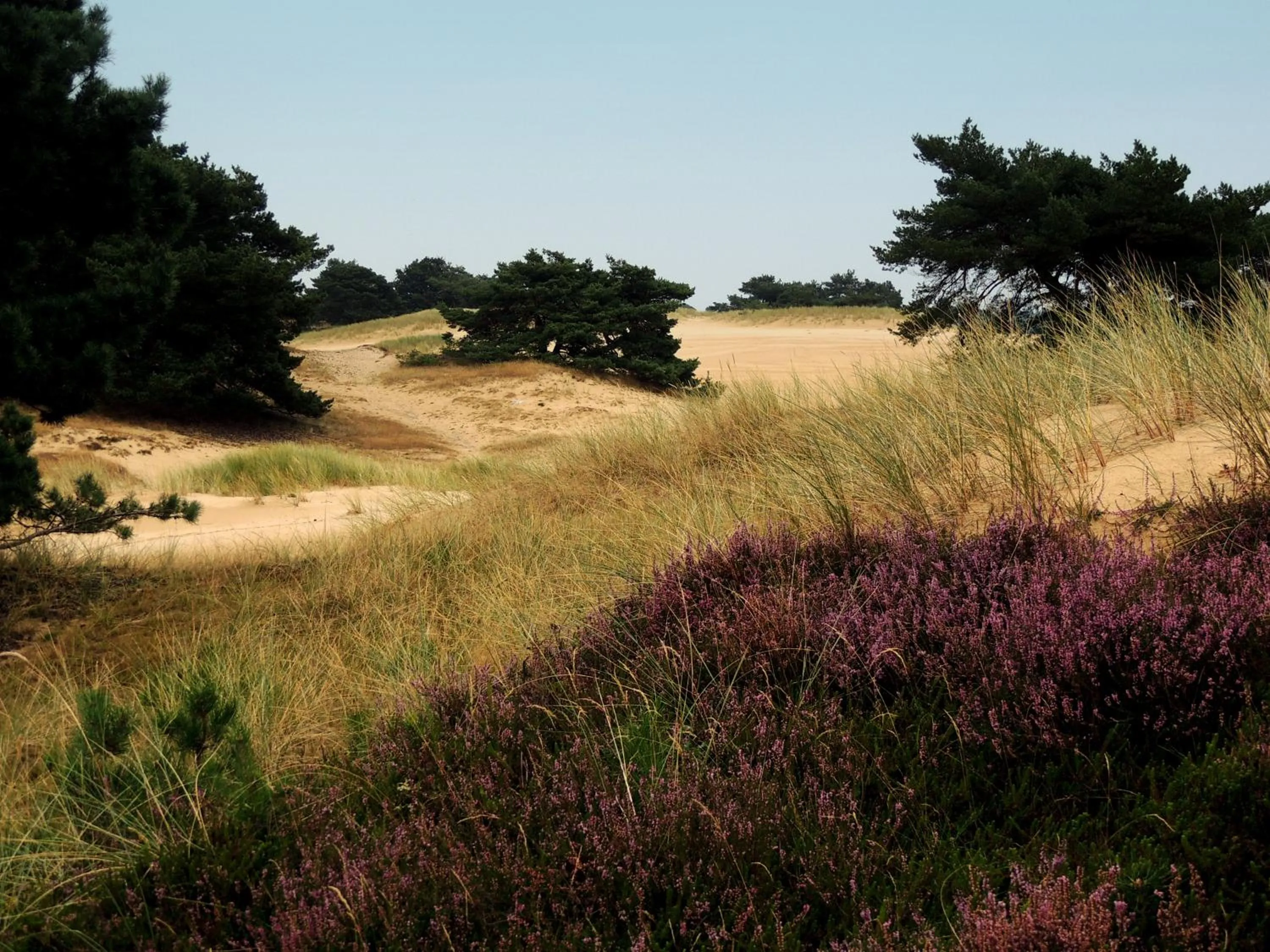 Natural landscape in RCN Vakantiepark de Roggeberg