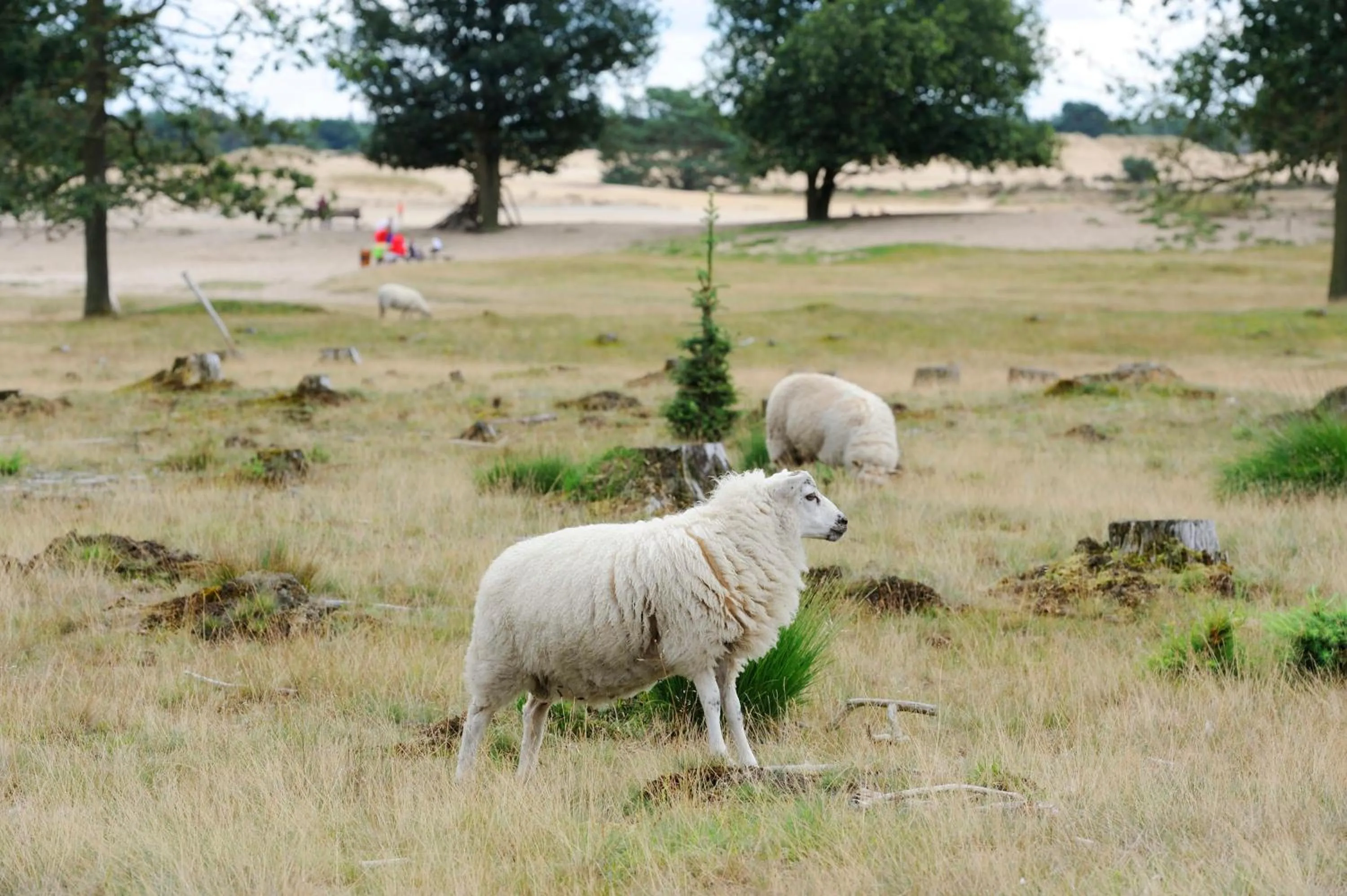 Natural landscape in RCN Vakantiepark de Roggeberg