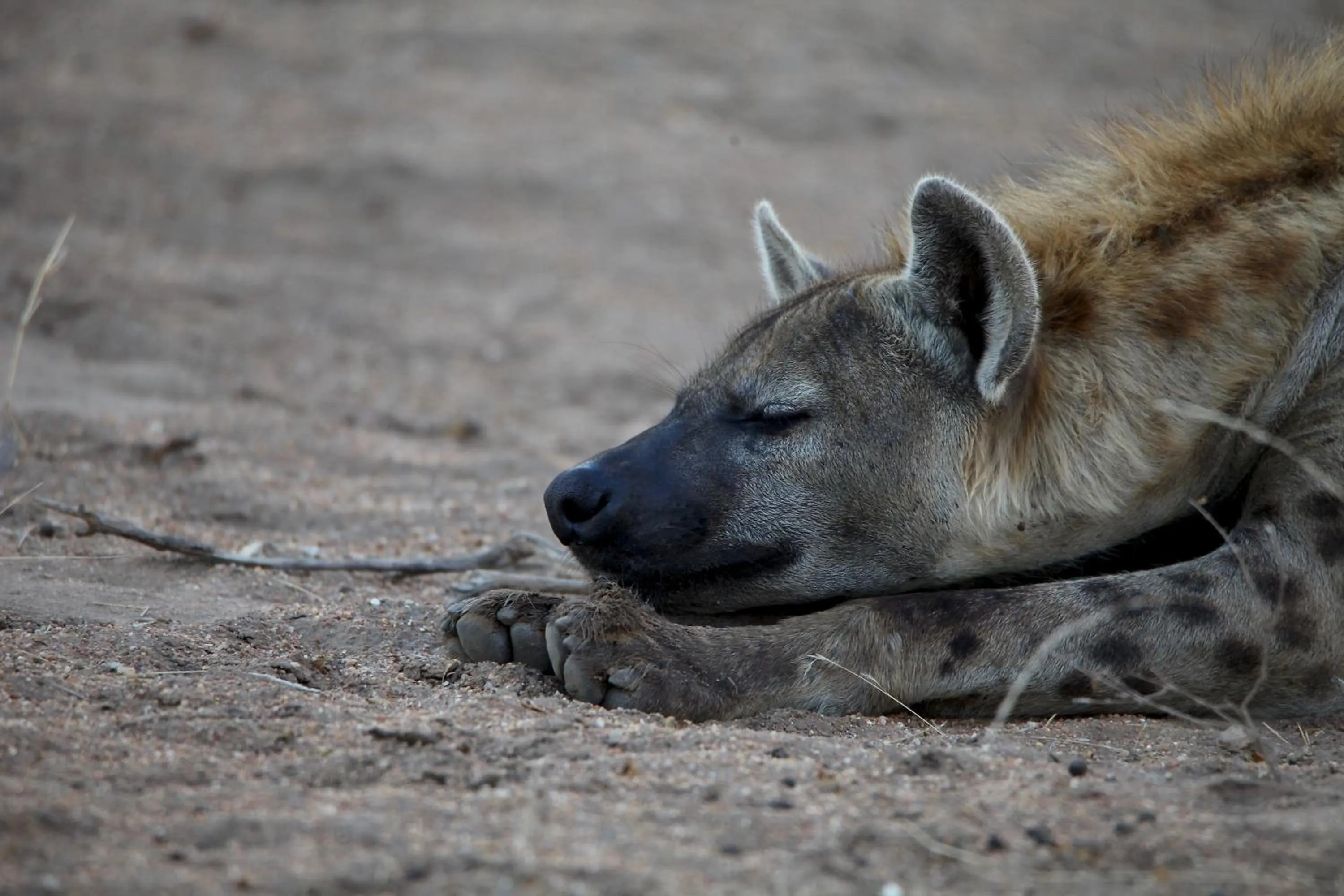 Ivory Wilderness River Rock Lodge