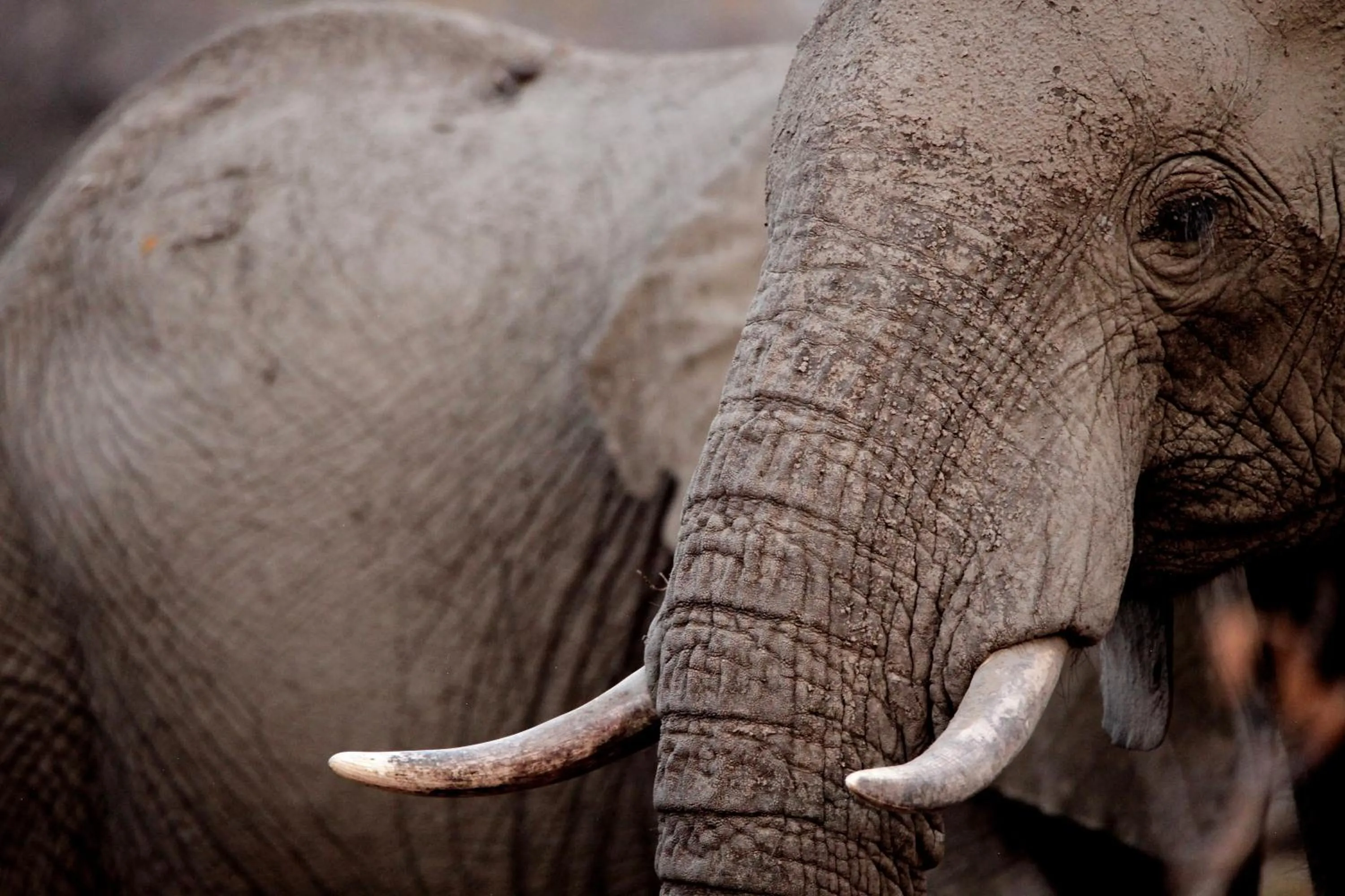 Ivory Wilderness River Rock Lodge