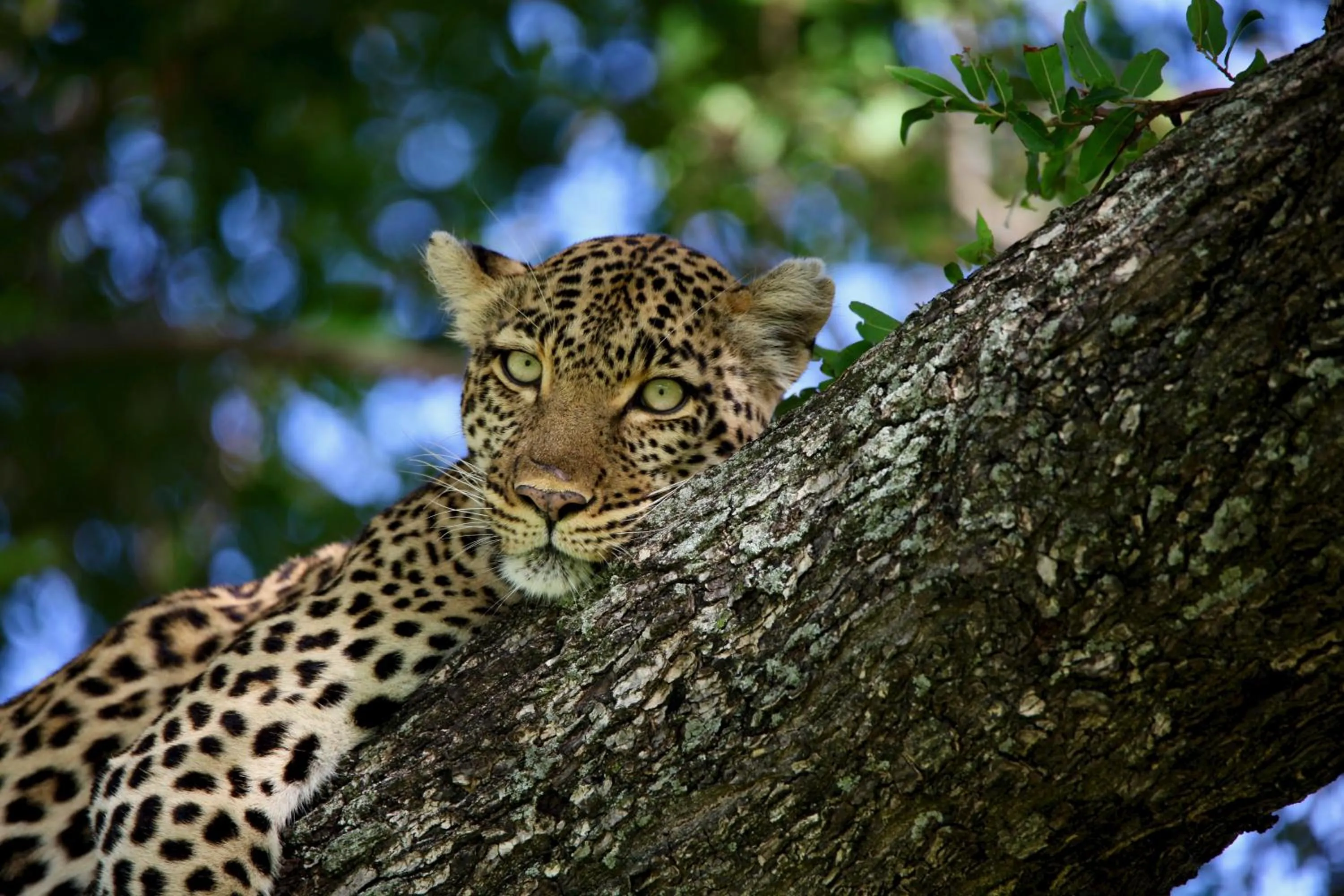 Ivory Wilderness River Rock Lodge