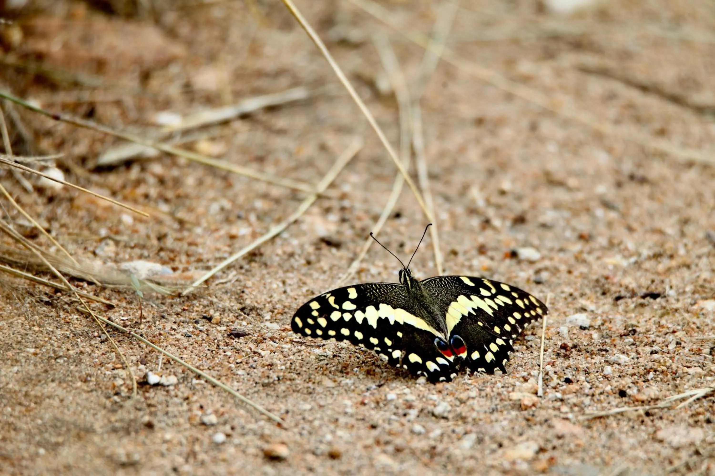 Ivory Wilderness River Rock Lodge