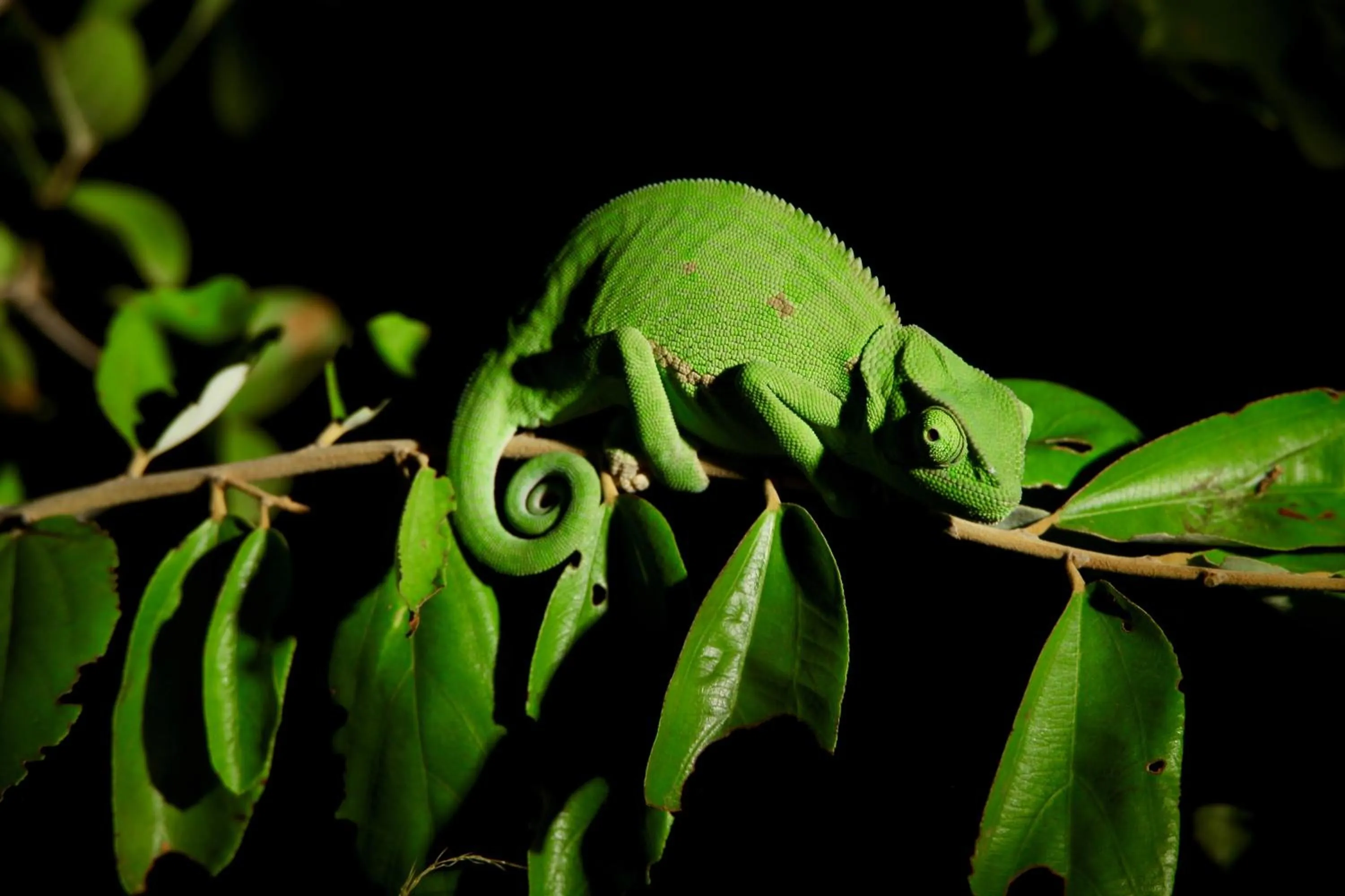 Ivory Wilderness River Rock Lodge