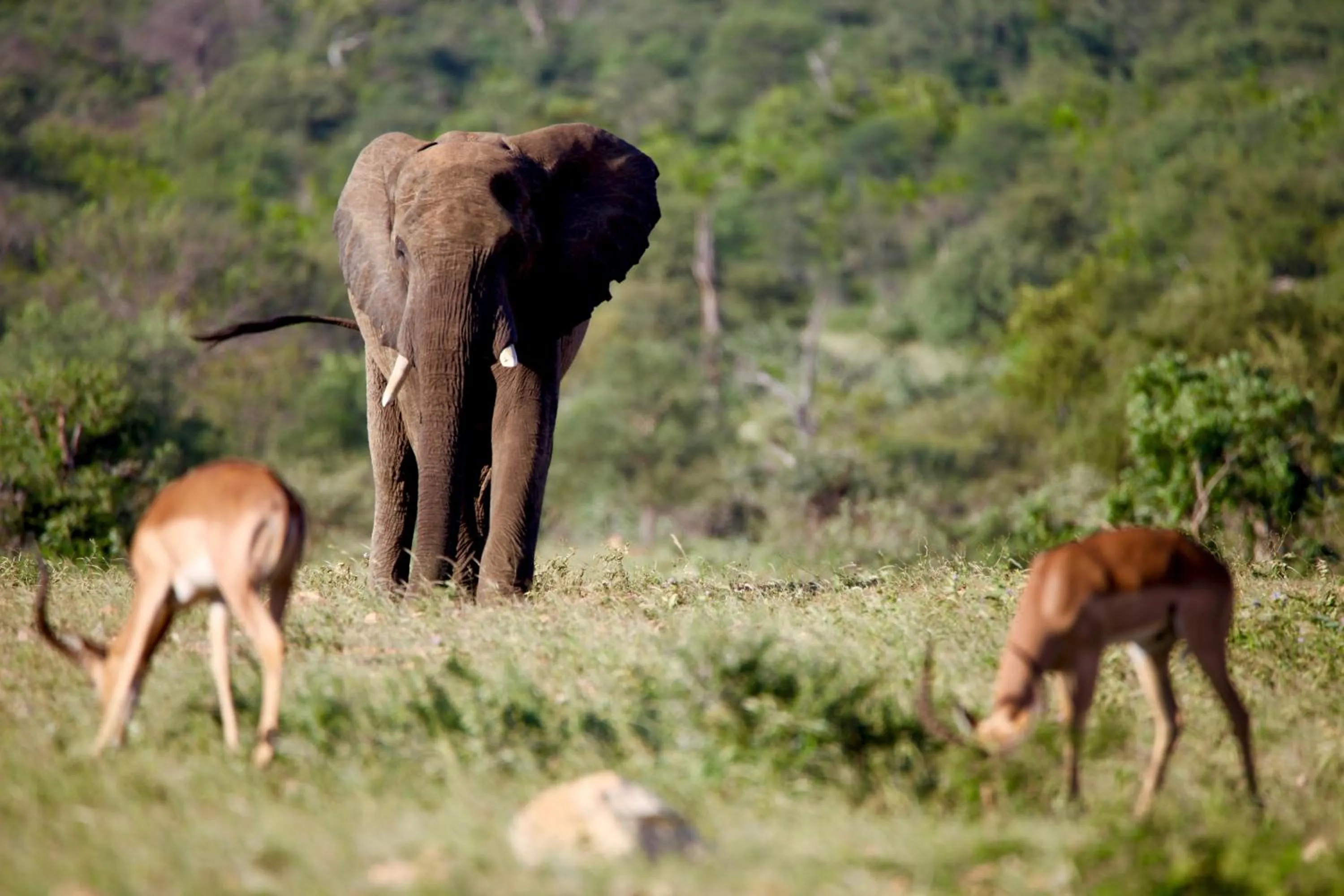Ivory Wilderness River Rock Lodge