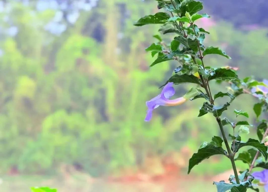 Property building in Green Bamboo Lodge Resort