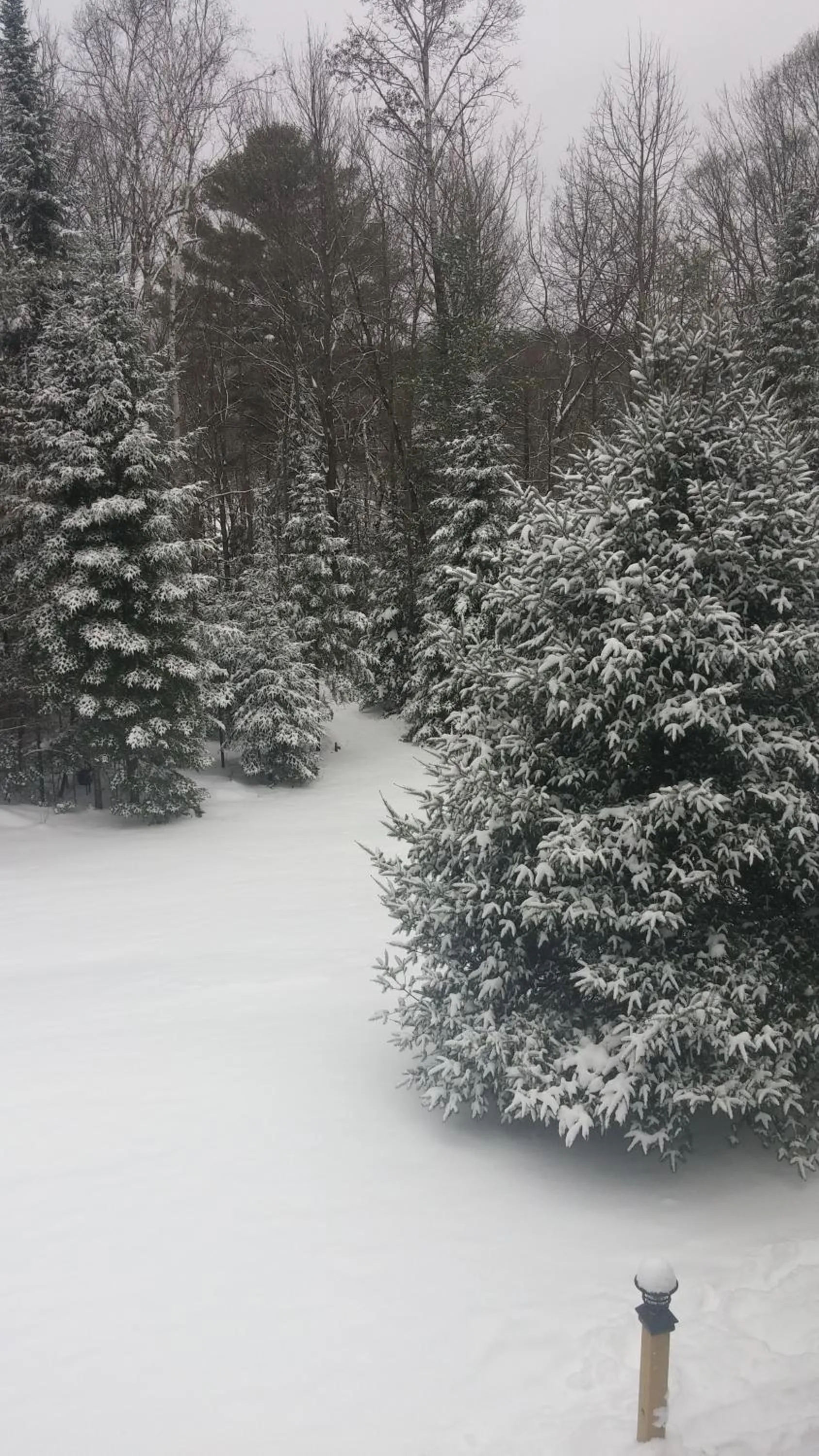 Natural landscape in Suite in the Bush-Private Apartment