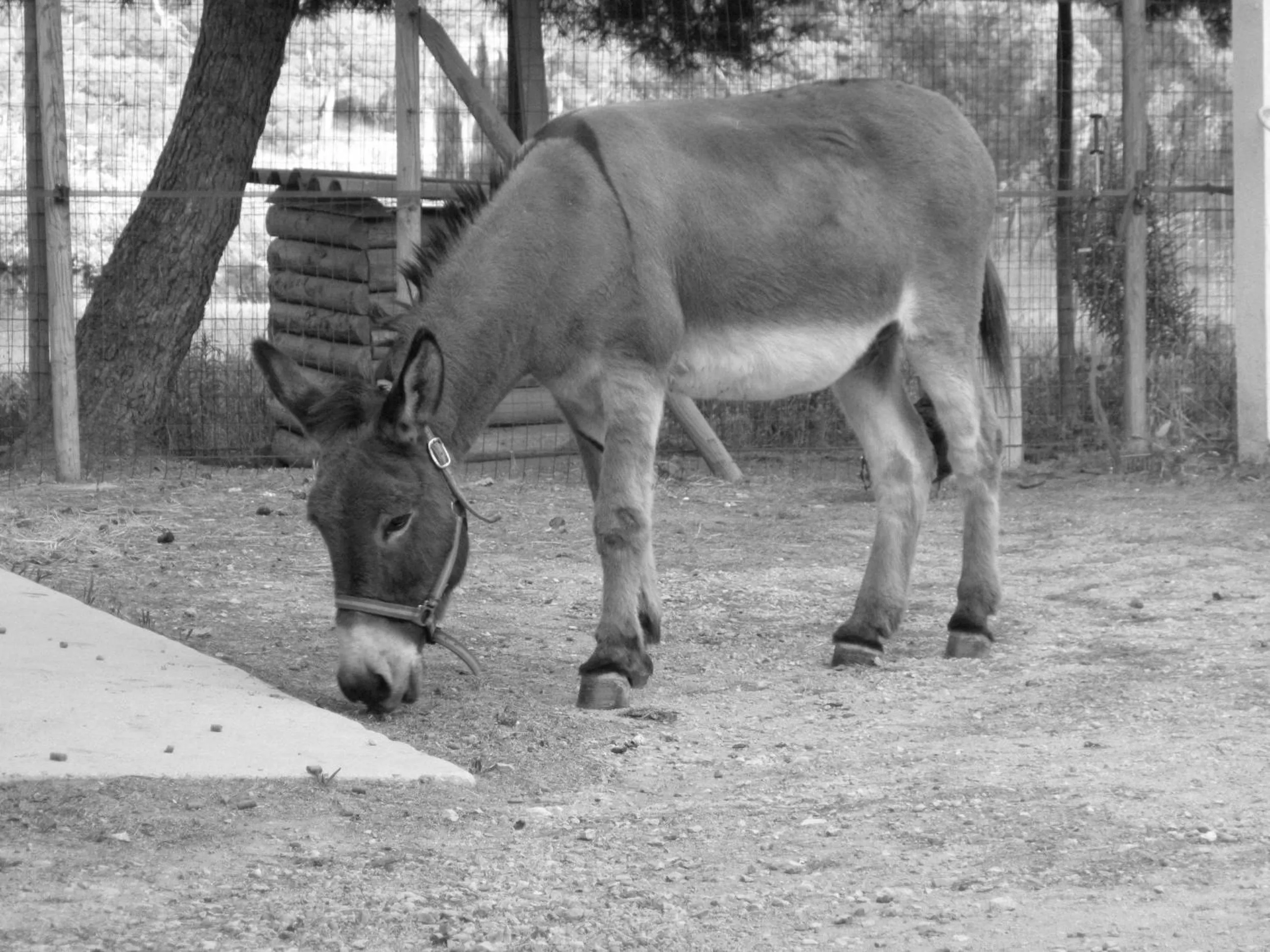 Animals in Le Mazet de la Dame