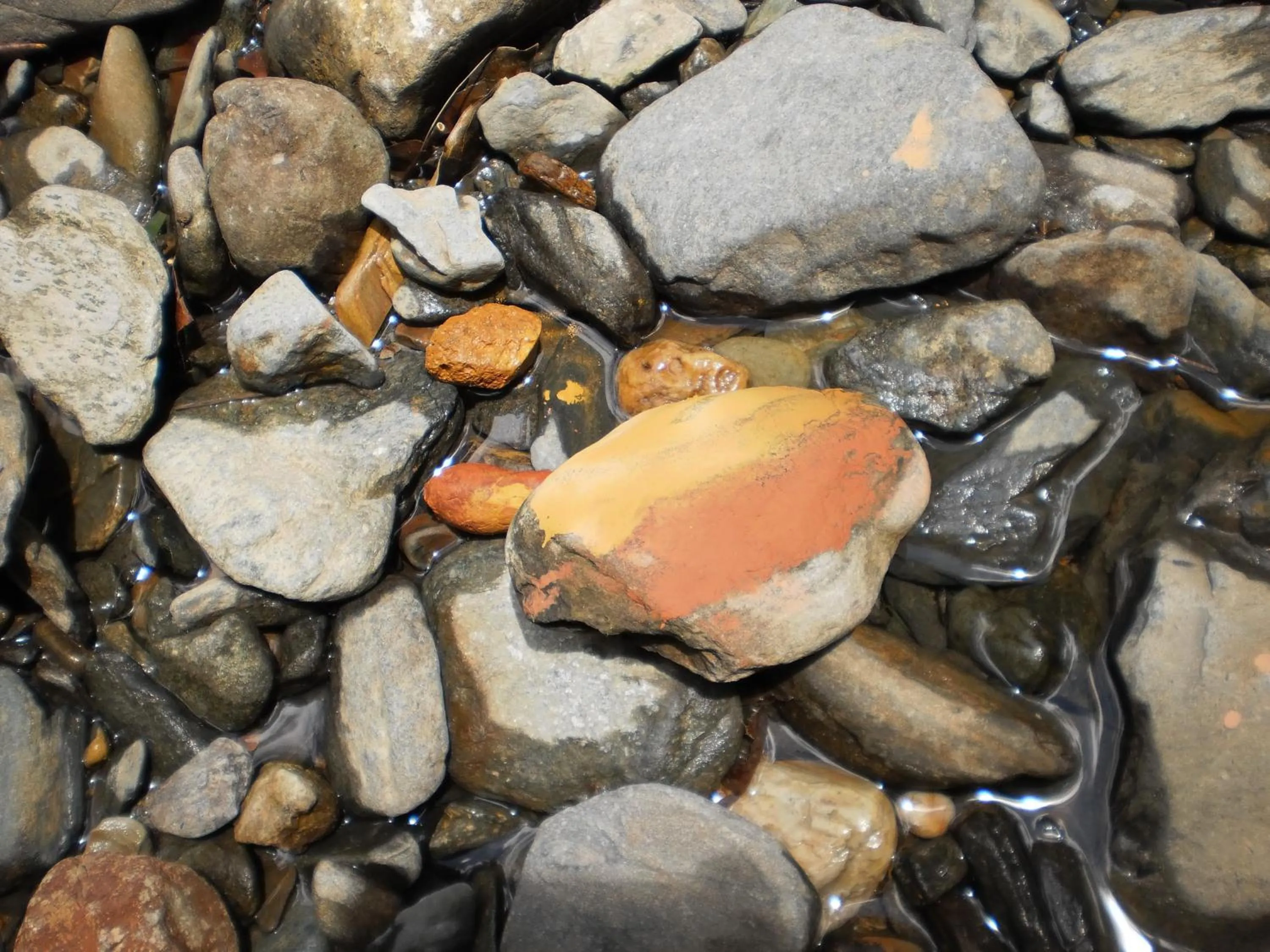 Other in Epiphyte B & B