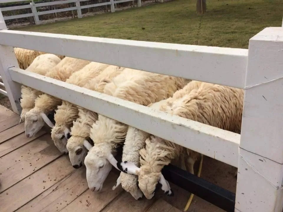 Norn Nab Dao RimPhu Resort