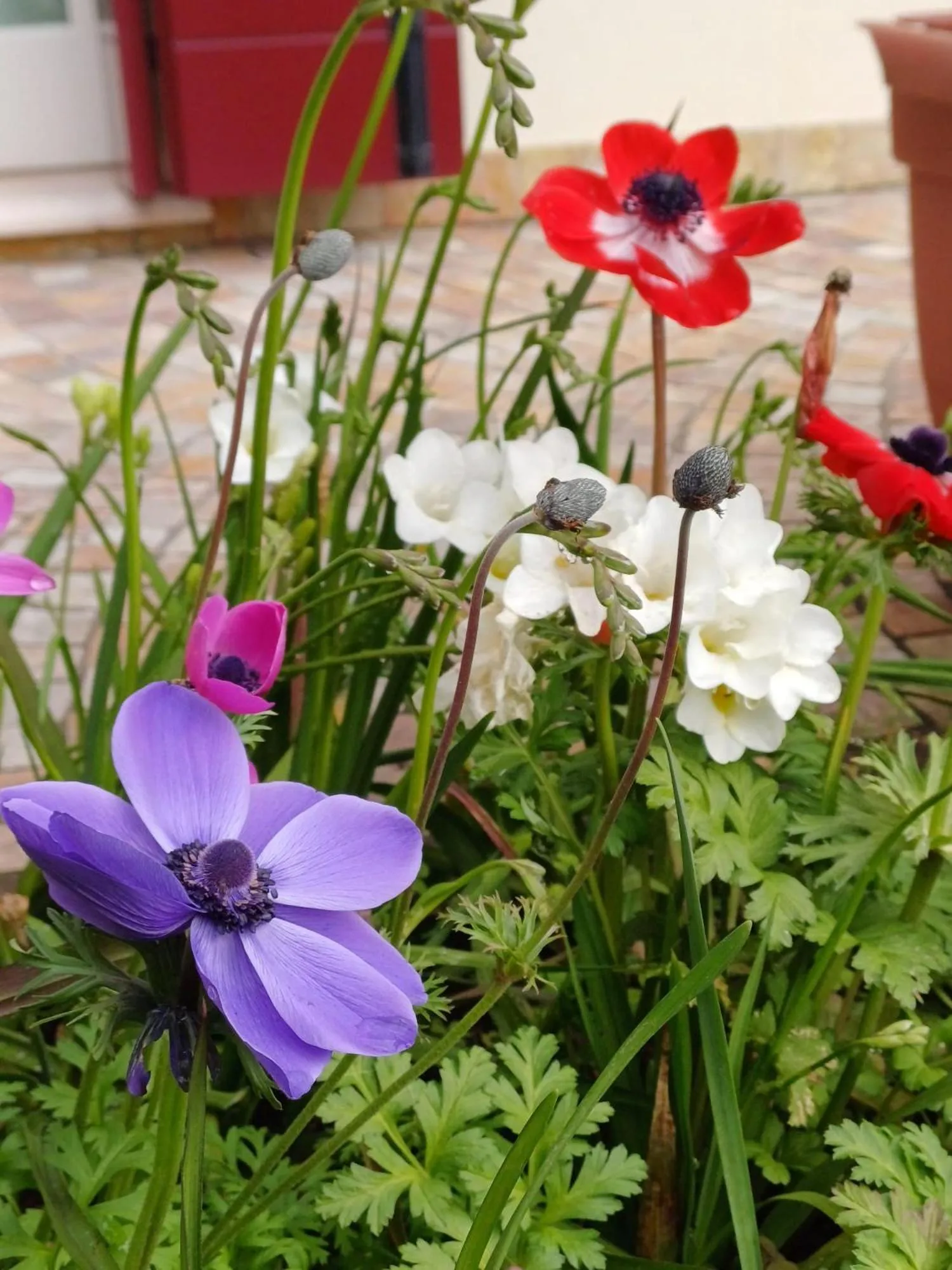 Garden in La Casa di Linda